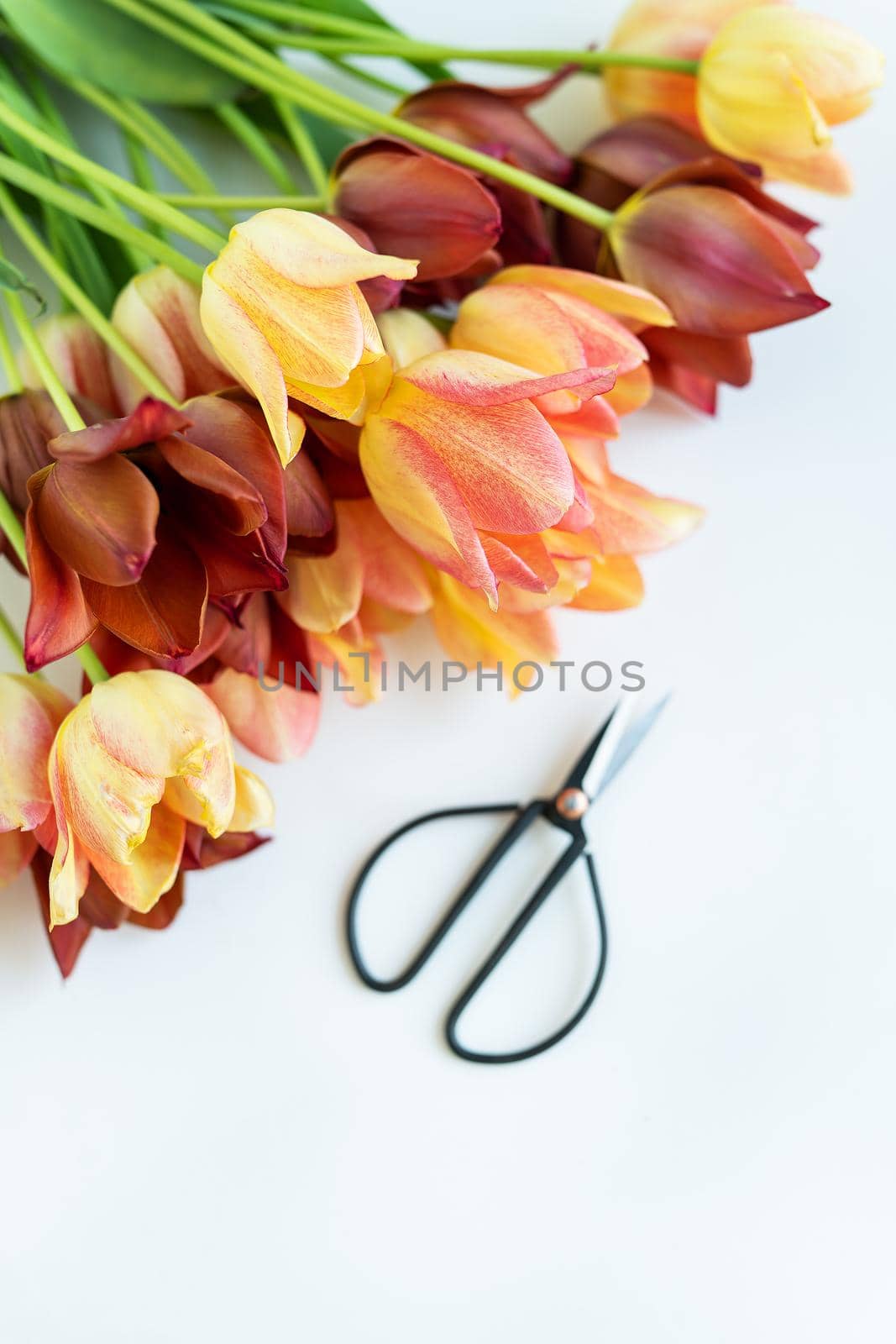 A bouquet of fresh red-yellow tulips in a green vase on the table along with scissors. Place for an inscription