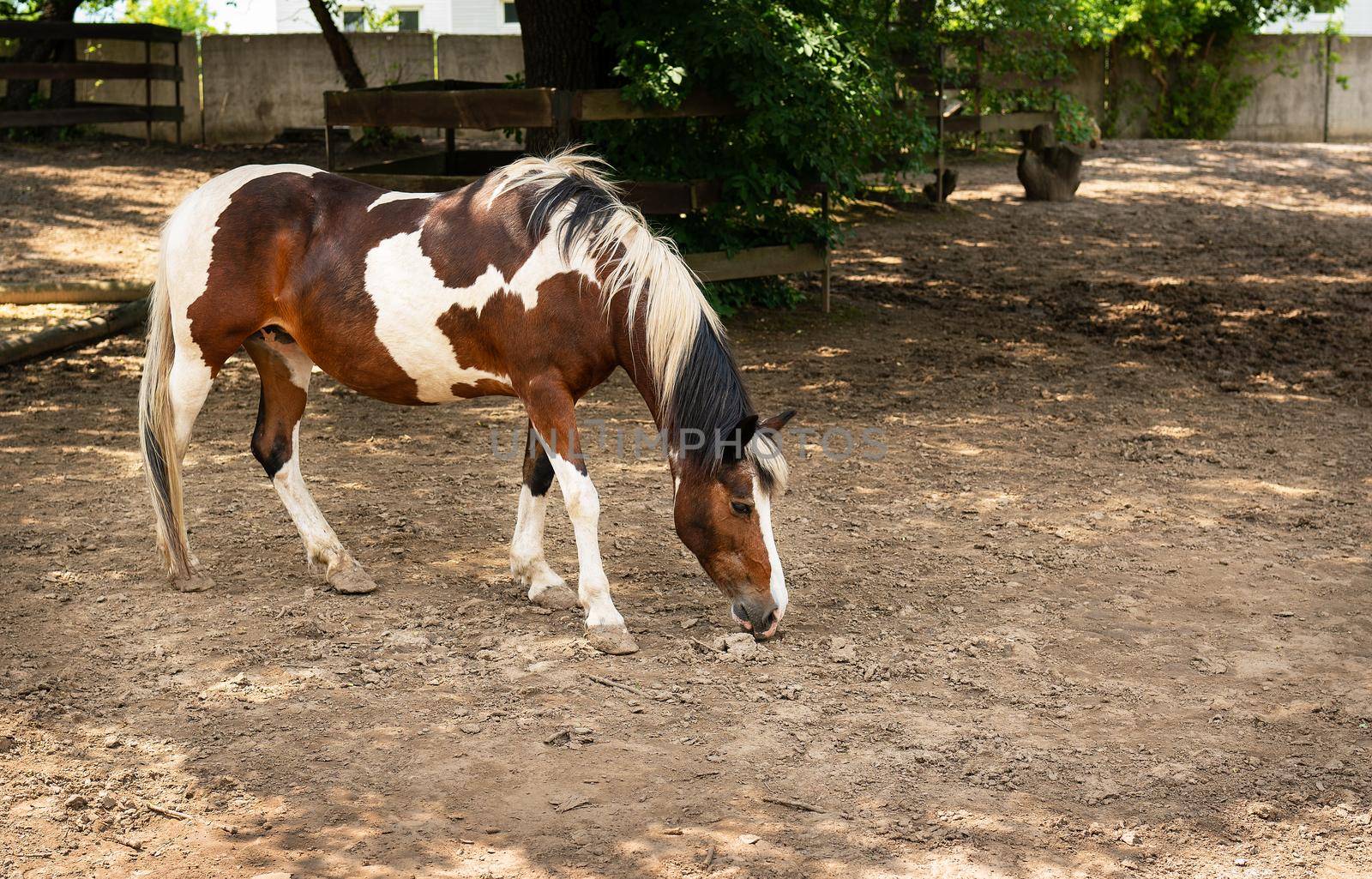 Dark bay horse in paddock on a sunny day. Beautiful pet, horseback riding, animal treatment