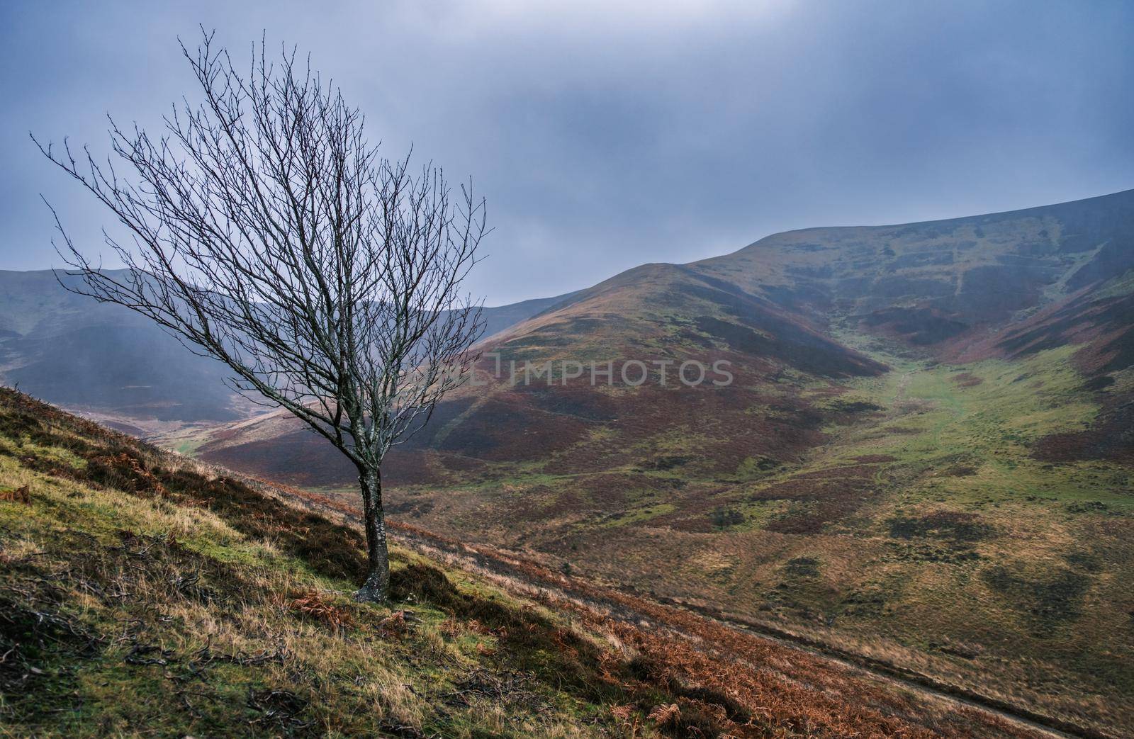 Lone Tree In A Wild Area Of Scotland by mrdoomits