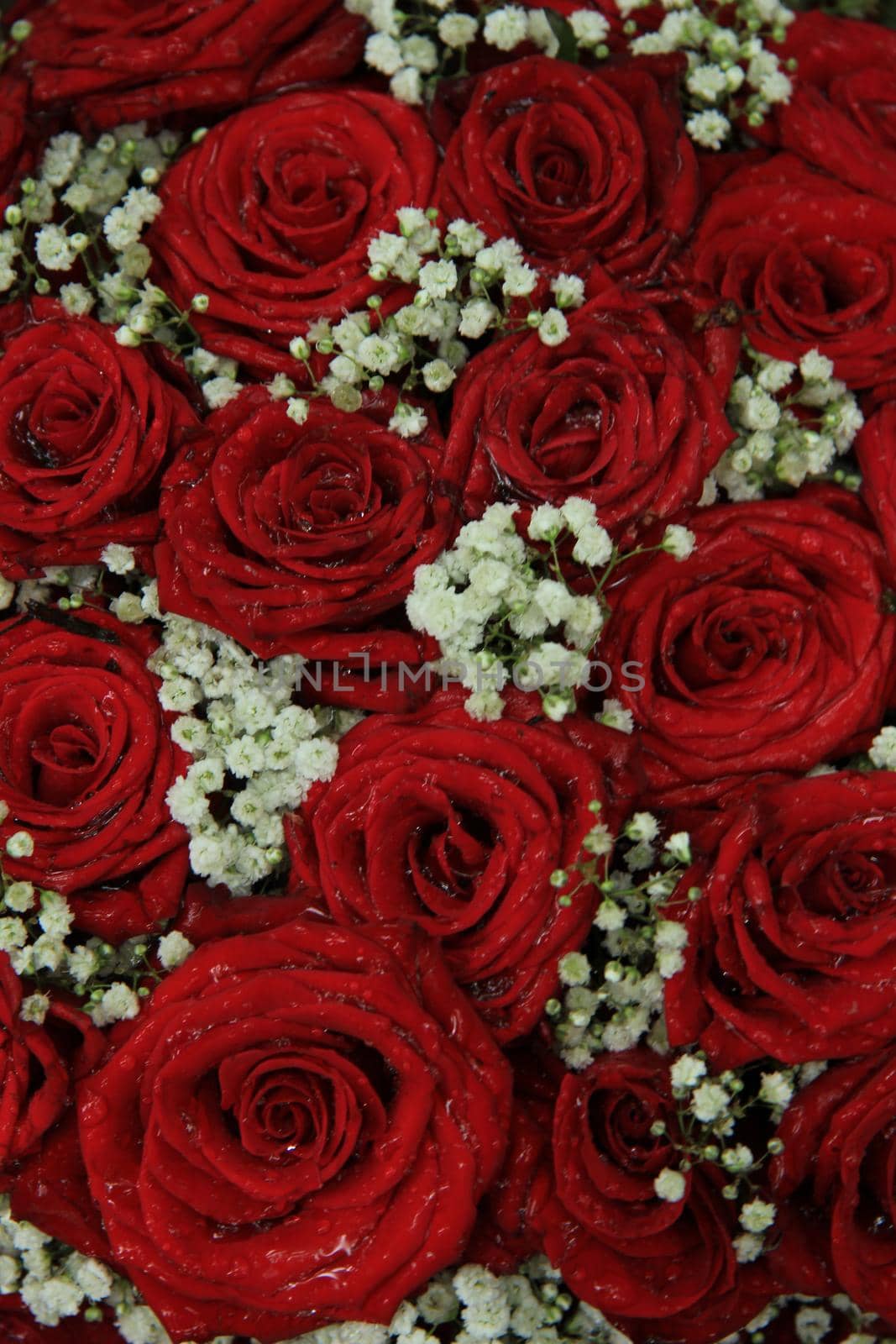 Red roses and gypsophila in a bridal arrangement