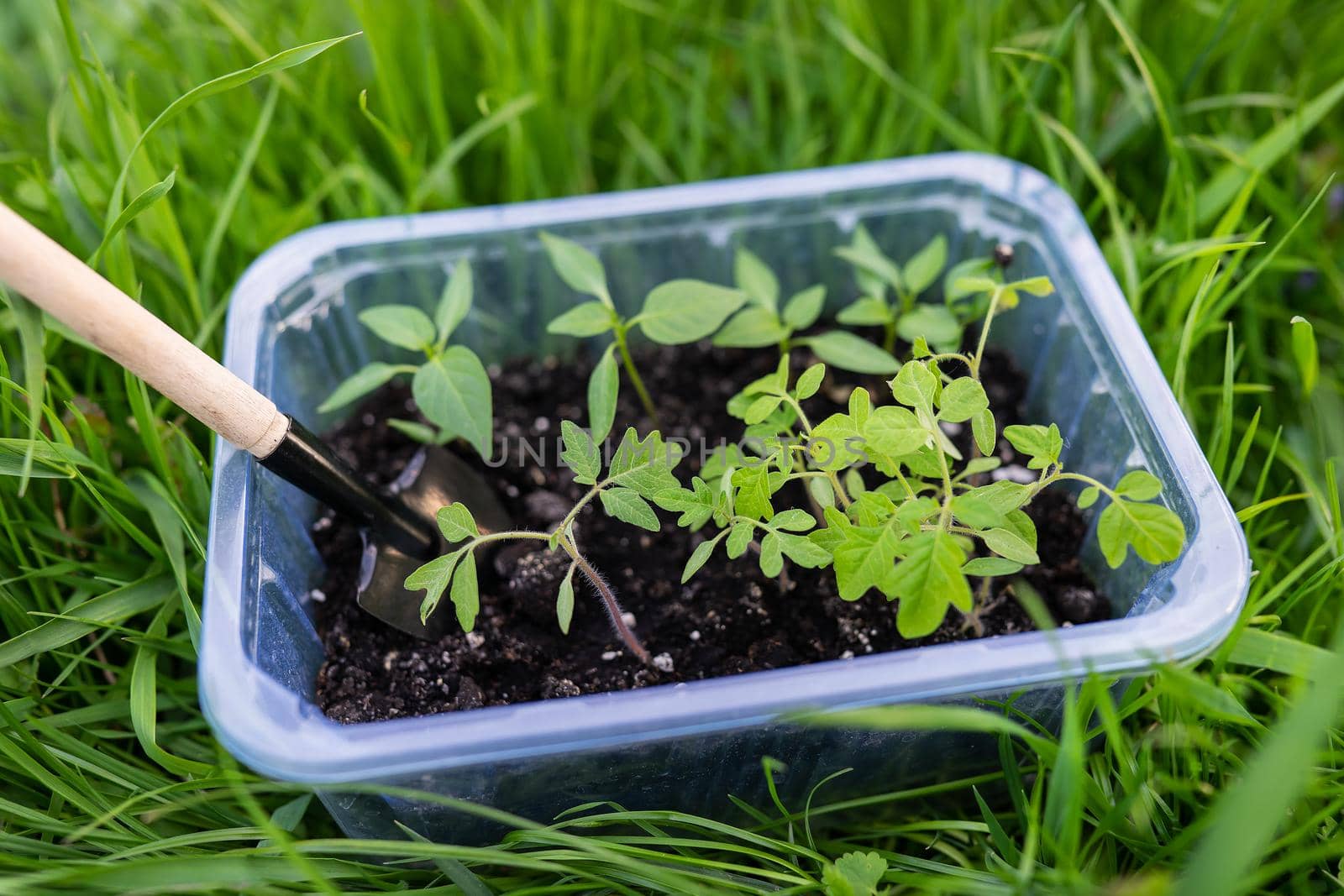 Pepper and tomato seedlings in peat soil in a plastic seedling tray. Young seedlings of pepper. The concept of gardening and seedlings. Young plant. by sfinks