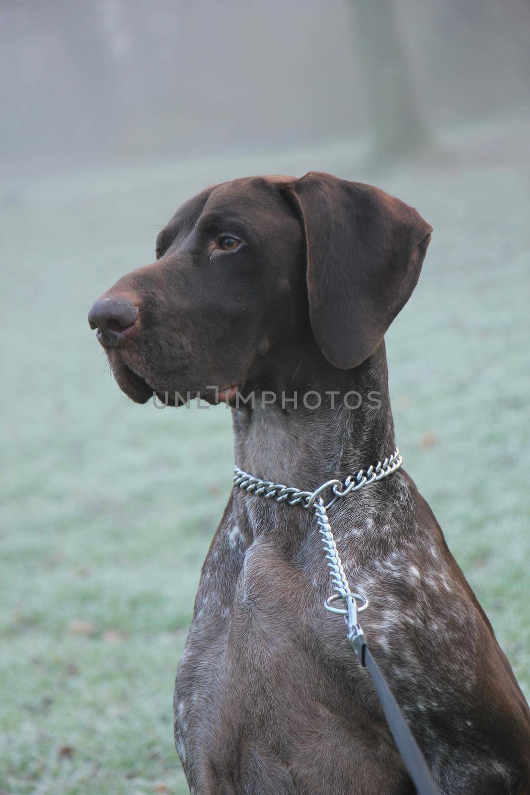 German Shorthaired Pointer two year old male, brown and white