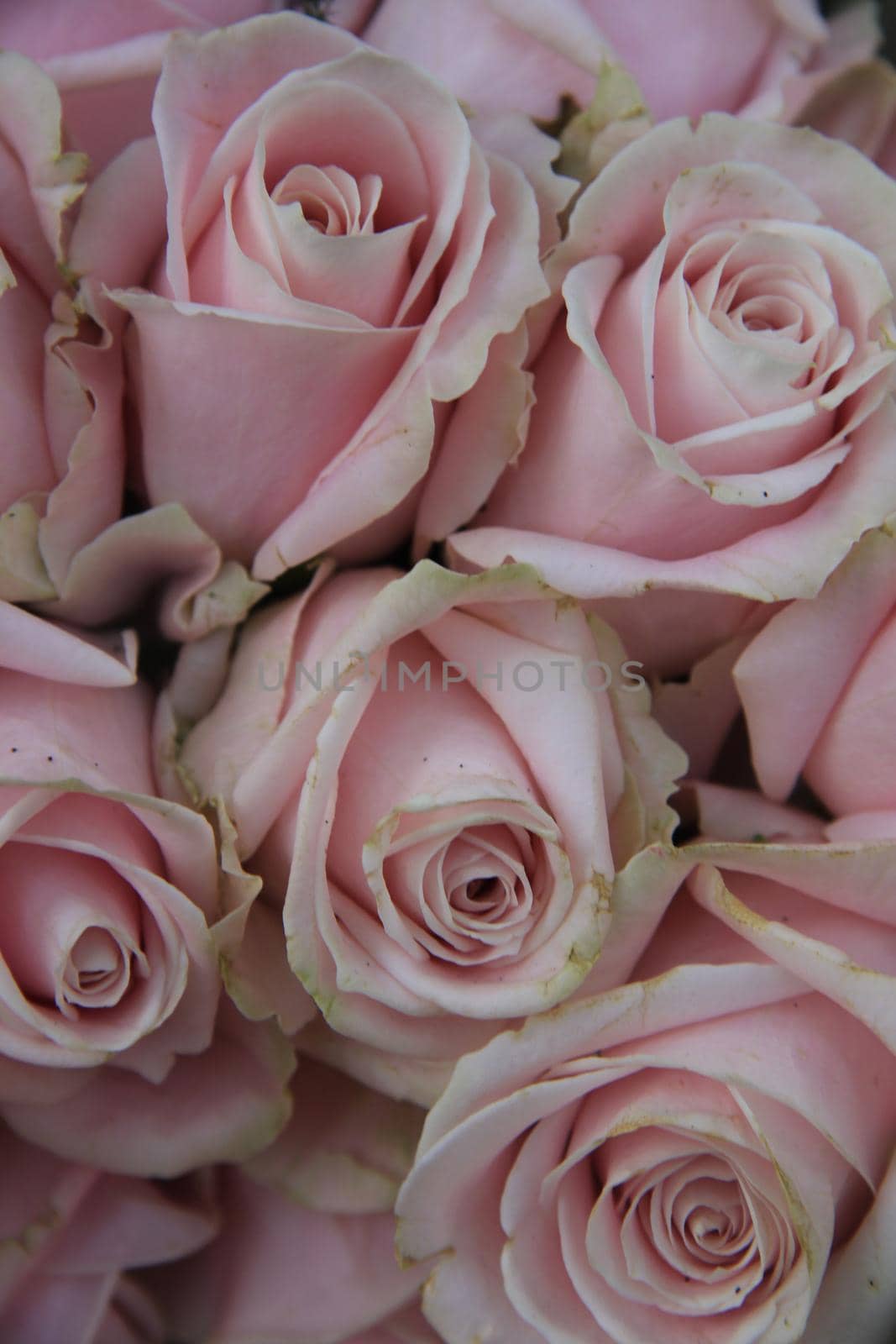 Pale pink roses in a floral wedding arrangement