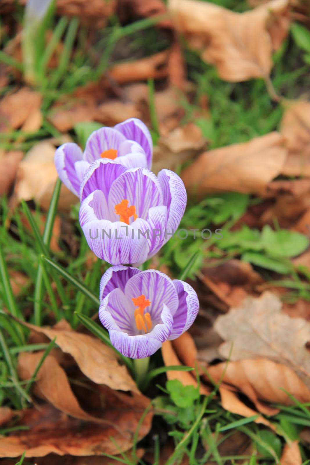 Crocuses on a field by studioportosabbia