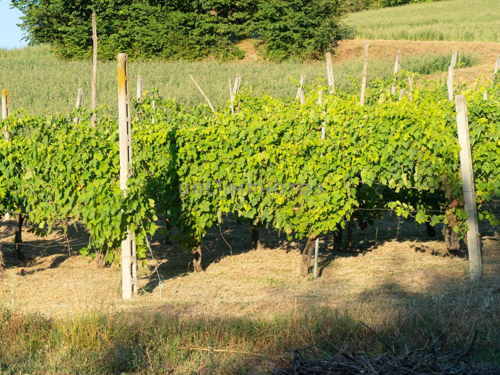 vineyard scene in PIacenza hills, Italy