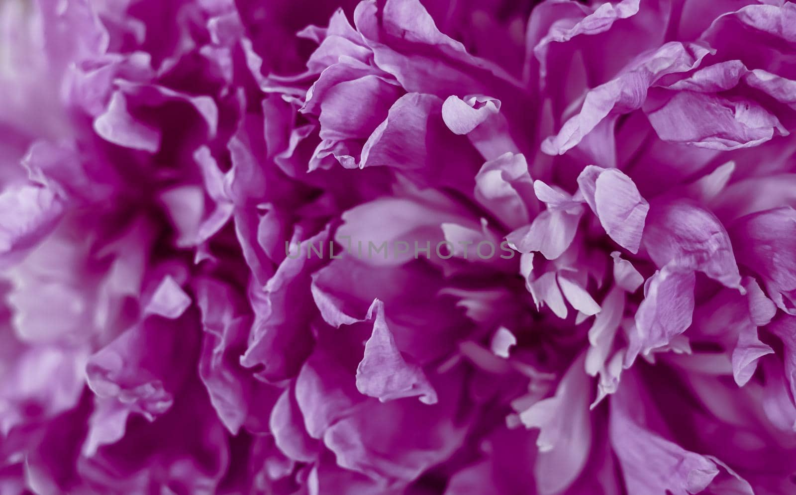 Soft focus, abstract floral background, Purple peony flower petals. Macro flowers backdrop for holiday brand design