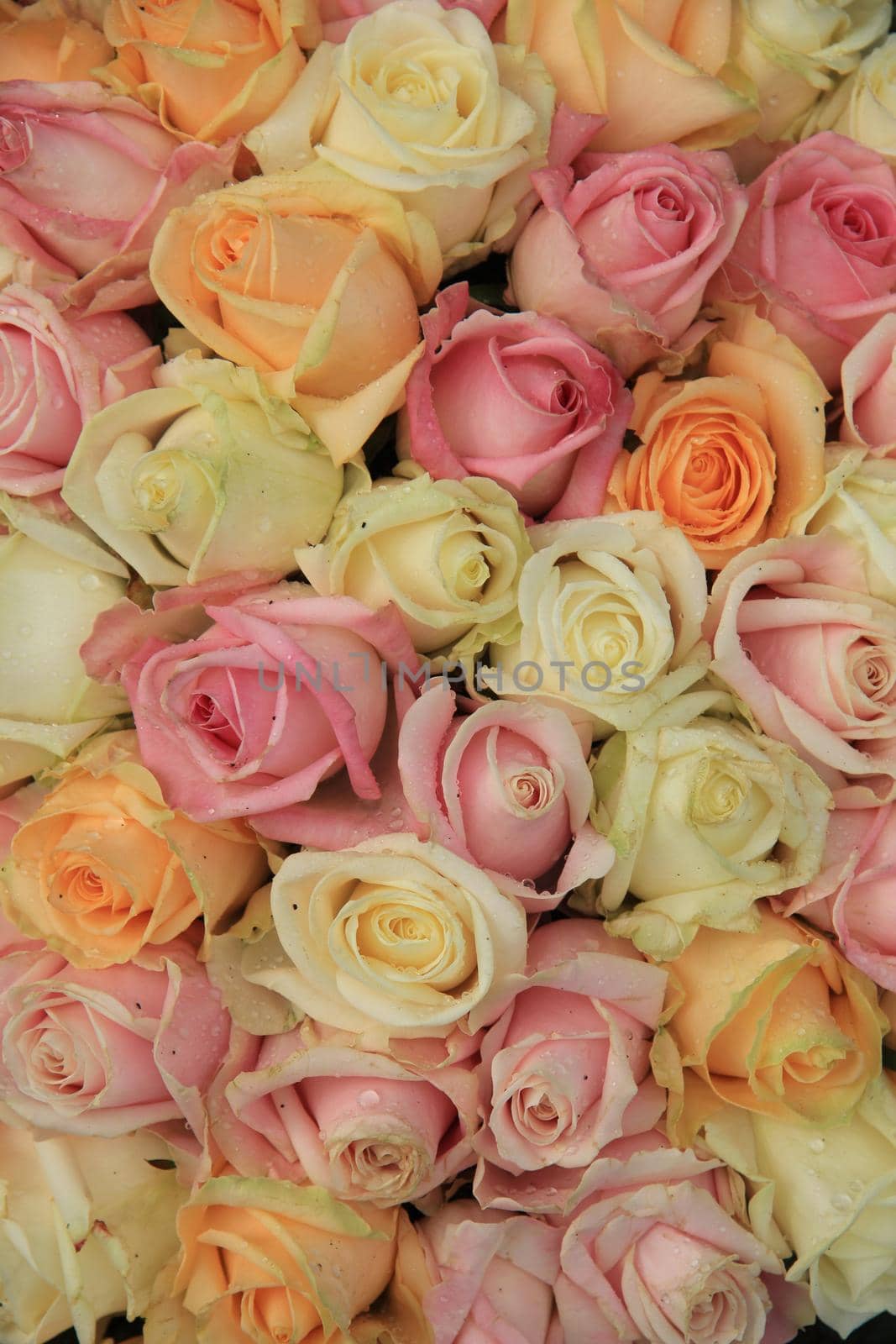 Pastel roses in various colors by studioportosabbia