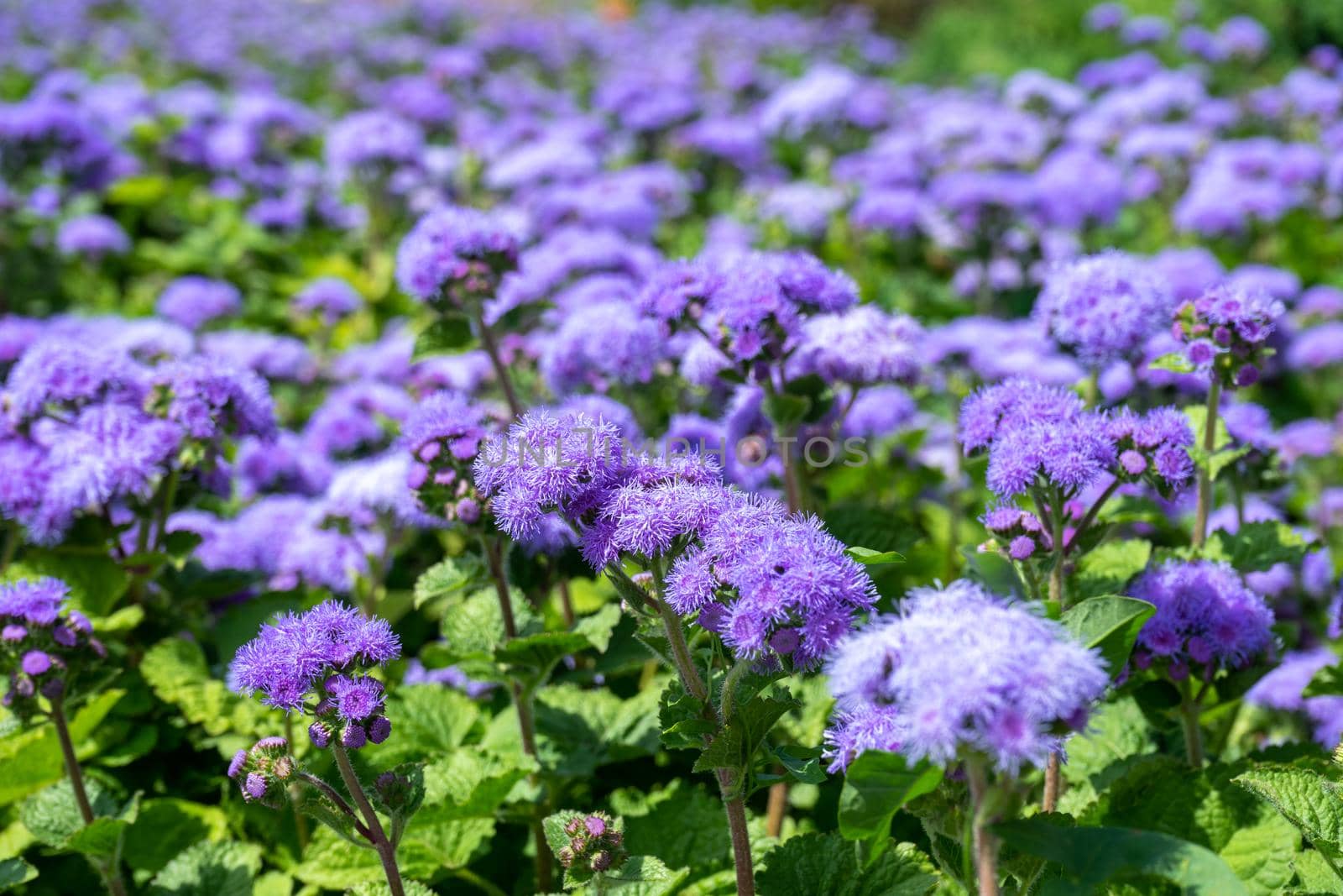 Selective focus of Ageratum billy goat weed flowers. Small purple grass flowers in the garden on blurred background by Serhii_Voroshchuk