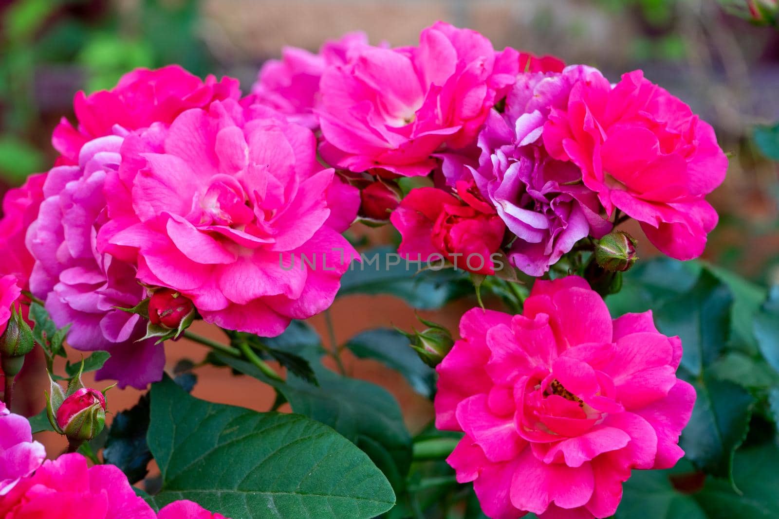 Roses floribunda bright pink red flowers in garden lawn. A bed of beautiful flowering roses in a garden setting.