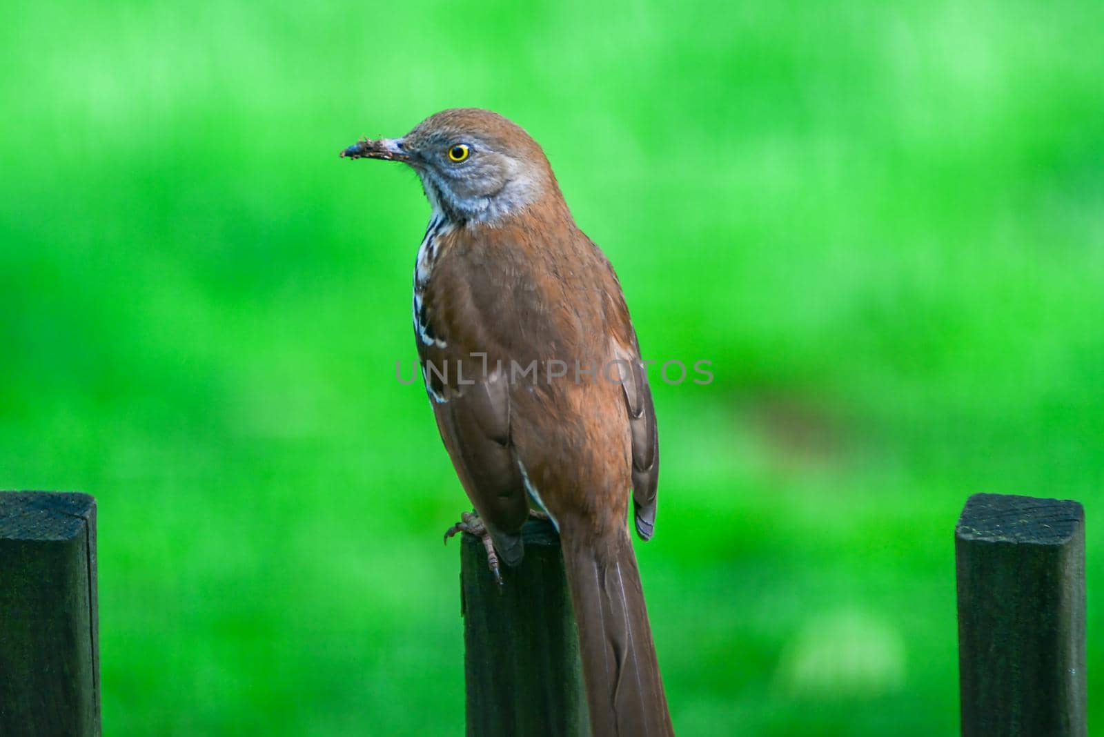 brown thrasher bird perched up on wooden fence pole