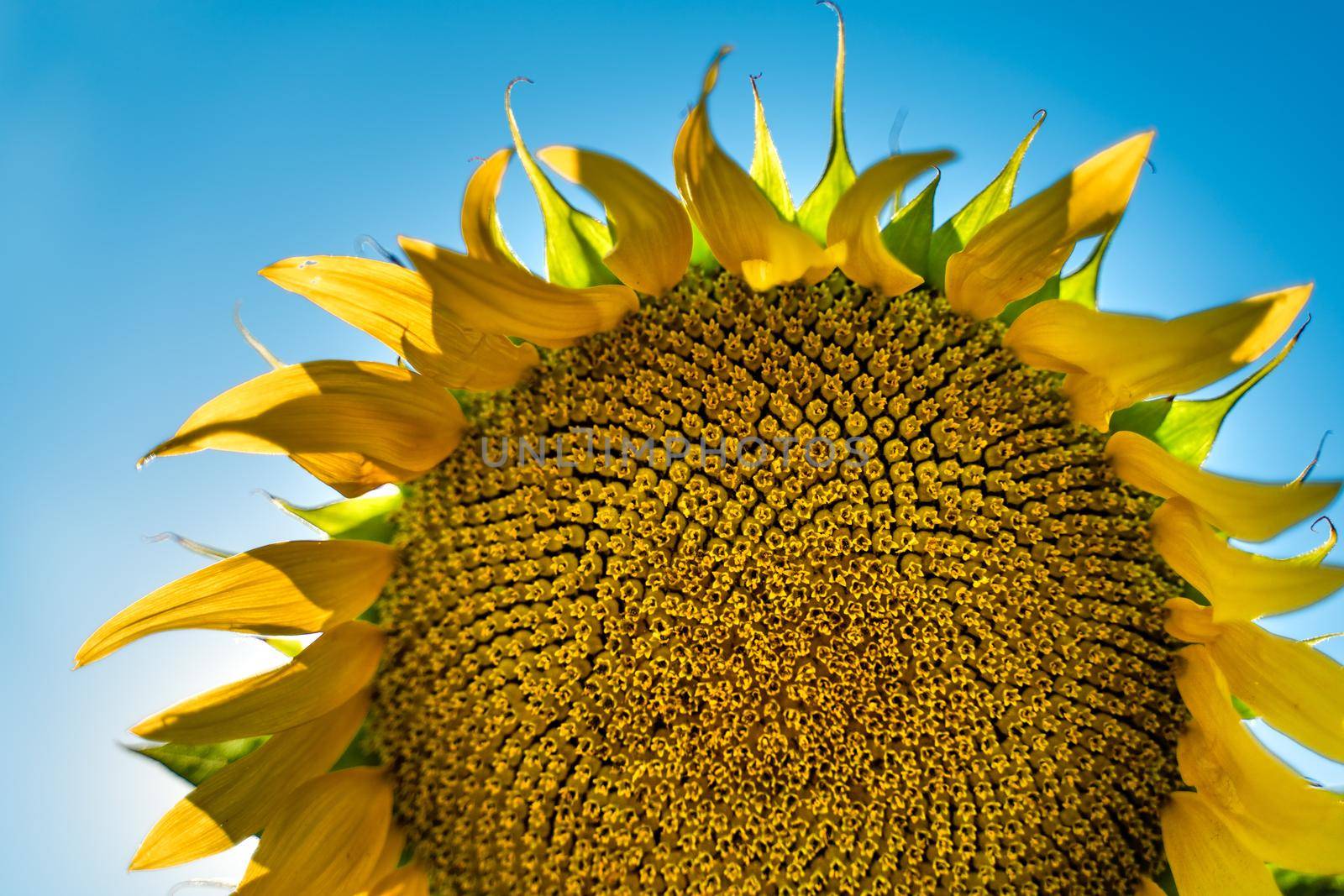 Half of a sunflower flower against a blue sky. The sun shines through the yellow petals. Agricultural cultivation of sunflower for cooking oil