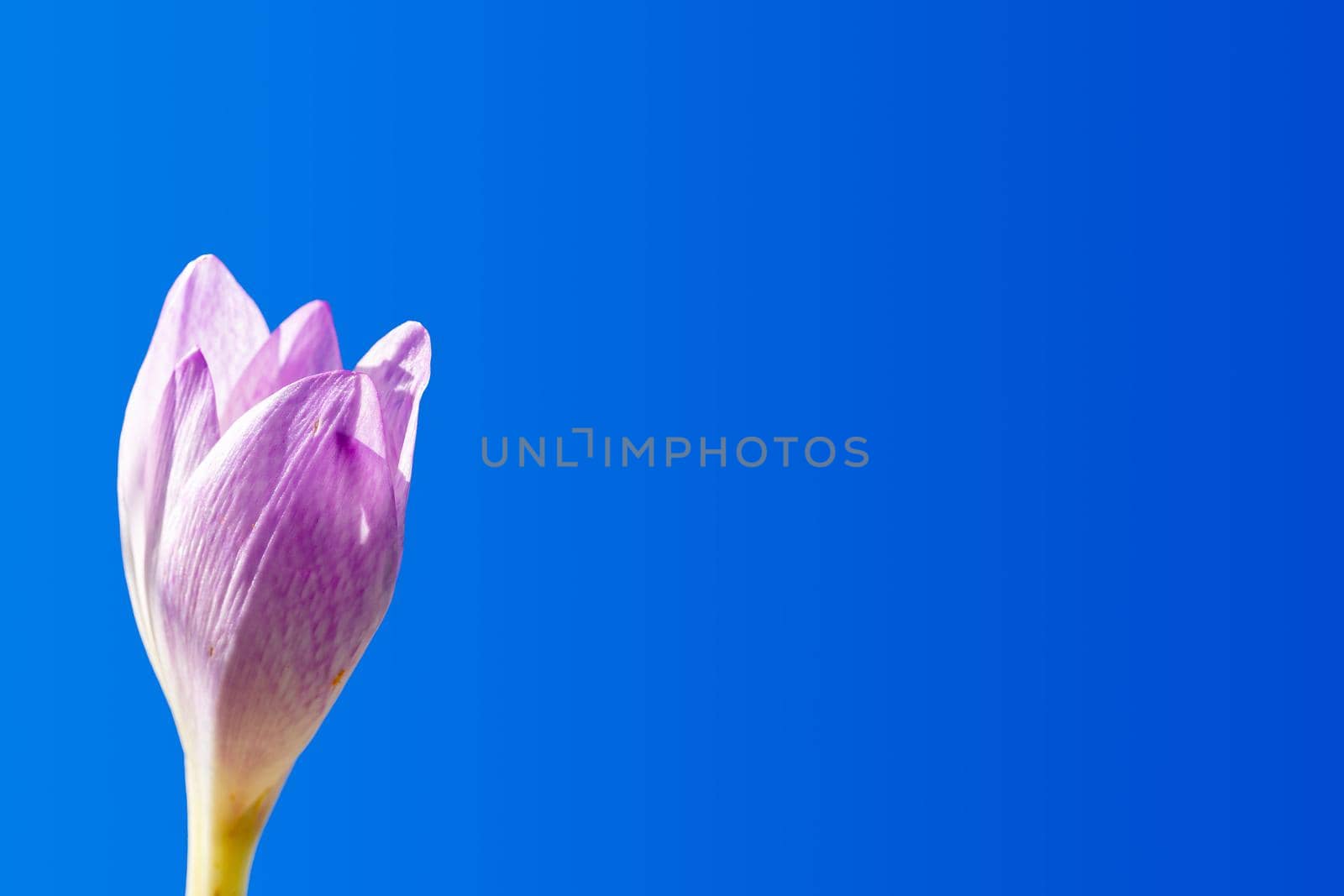 A beautiful crocus flower bud is blooming against a blue sky background. Copy space.