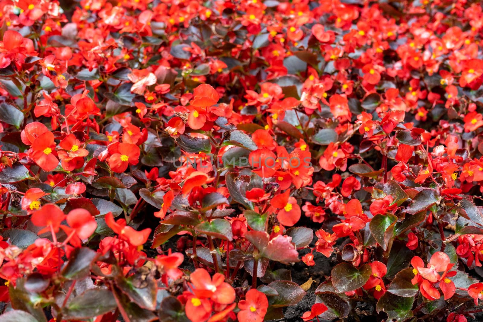 Lots of Impatiens or Touch-me-not garden. A large flower bed with red flowers. Soft focus by Serhii_Voroshchuk