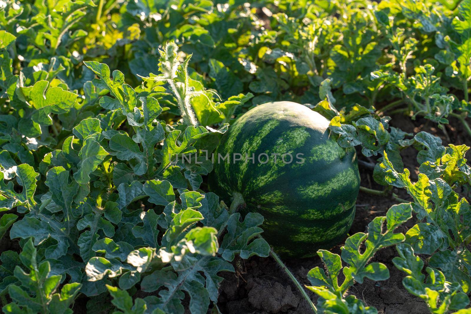 Watermelon grows on a green watermelon plantation in summer. Agricultural watermelon field. by Matiunina