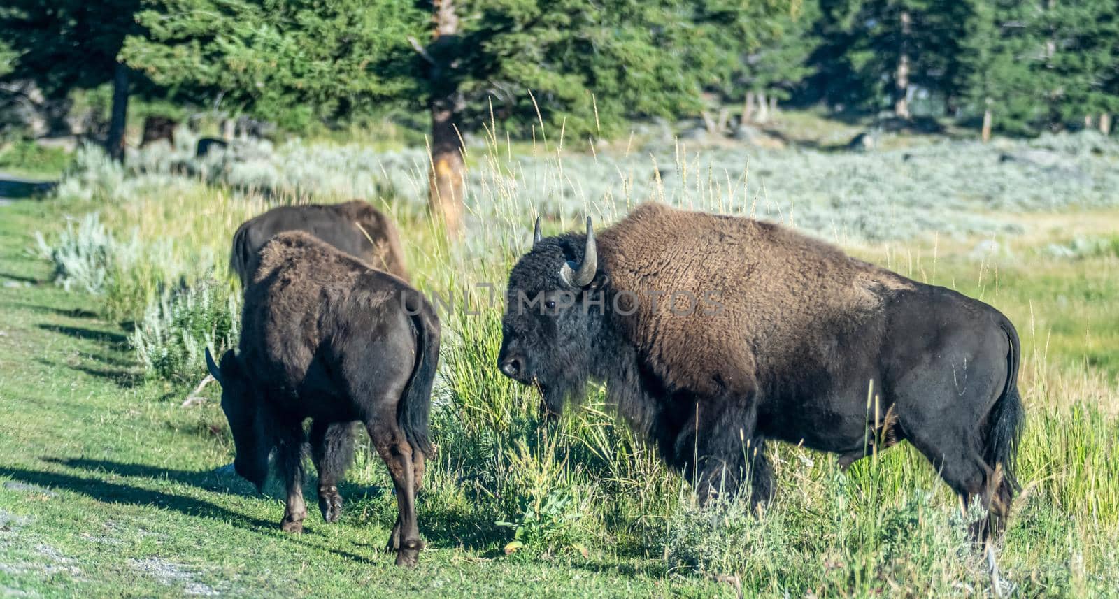 yeallowstone national park bison grazing at day light by digidreamgrafix