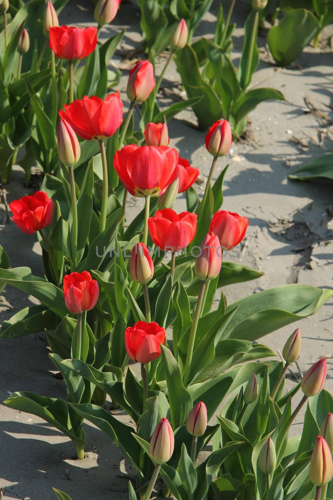 Red tulips in a field by studioportosabbia