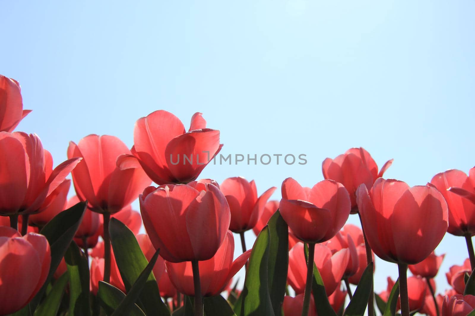 Transparent pink tulips in a backlighted shot
