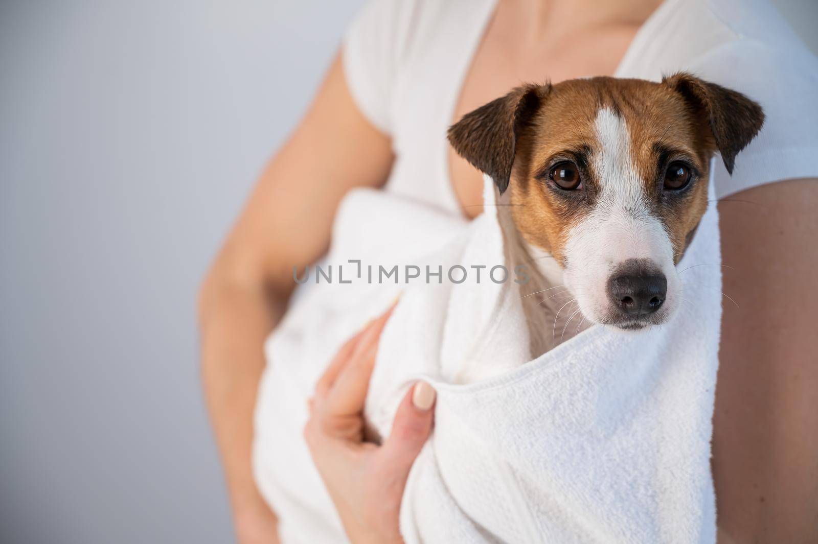 Woman wipes jack russell terrier with a towel after washing on a white background. The groomer dries the dog's hair with a terry towel by mrwed54