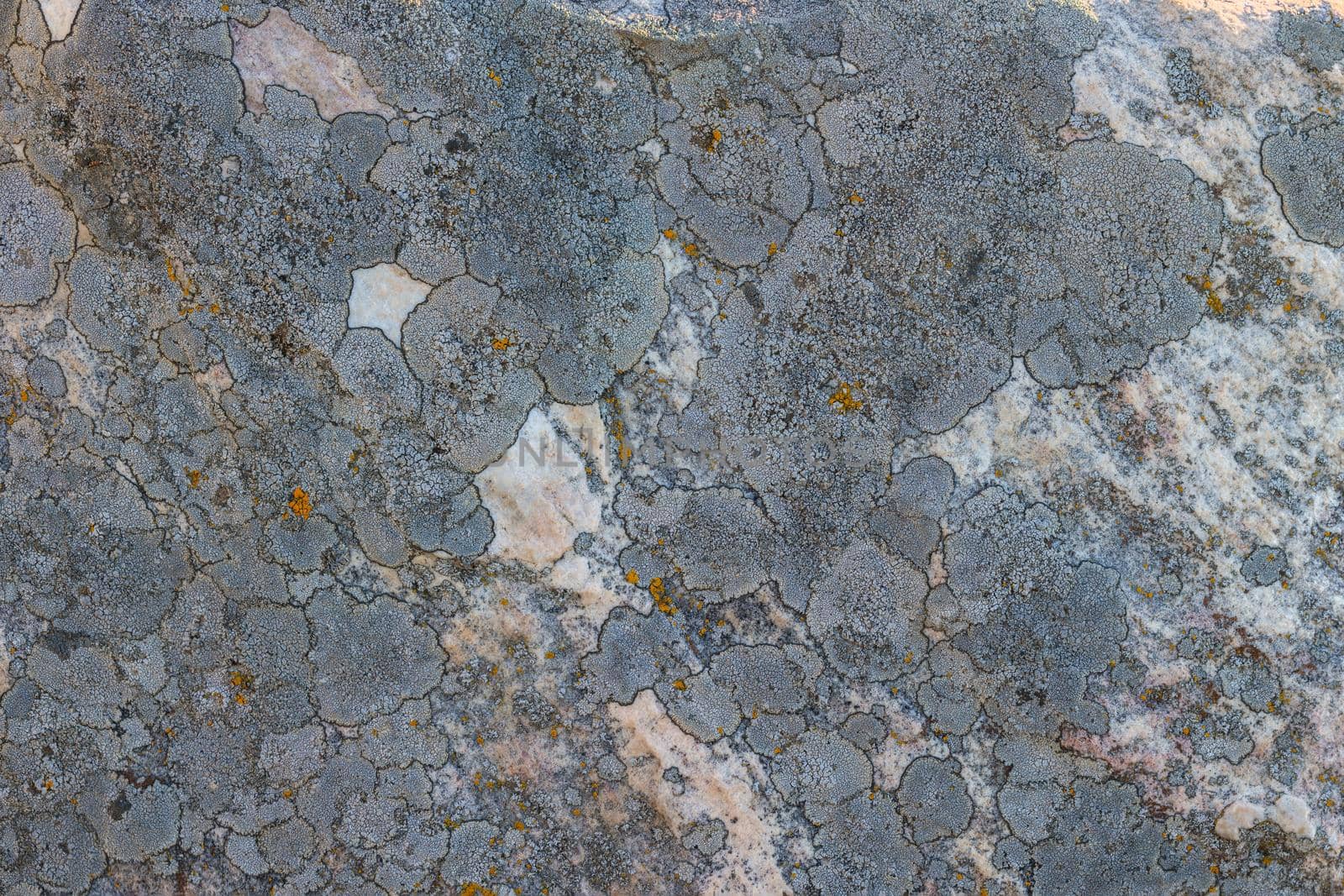 Lichen on quartzite sandstone surface. A pioneer lichen in Bare Rock Succession that helps break down rock and sets the stage for mosses and other plants to follow succession.