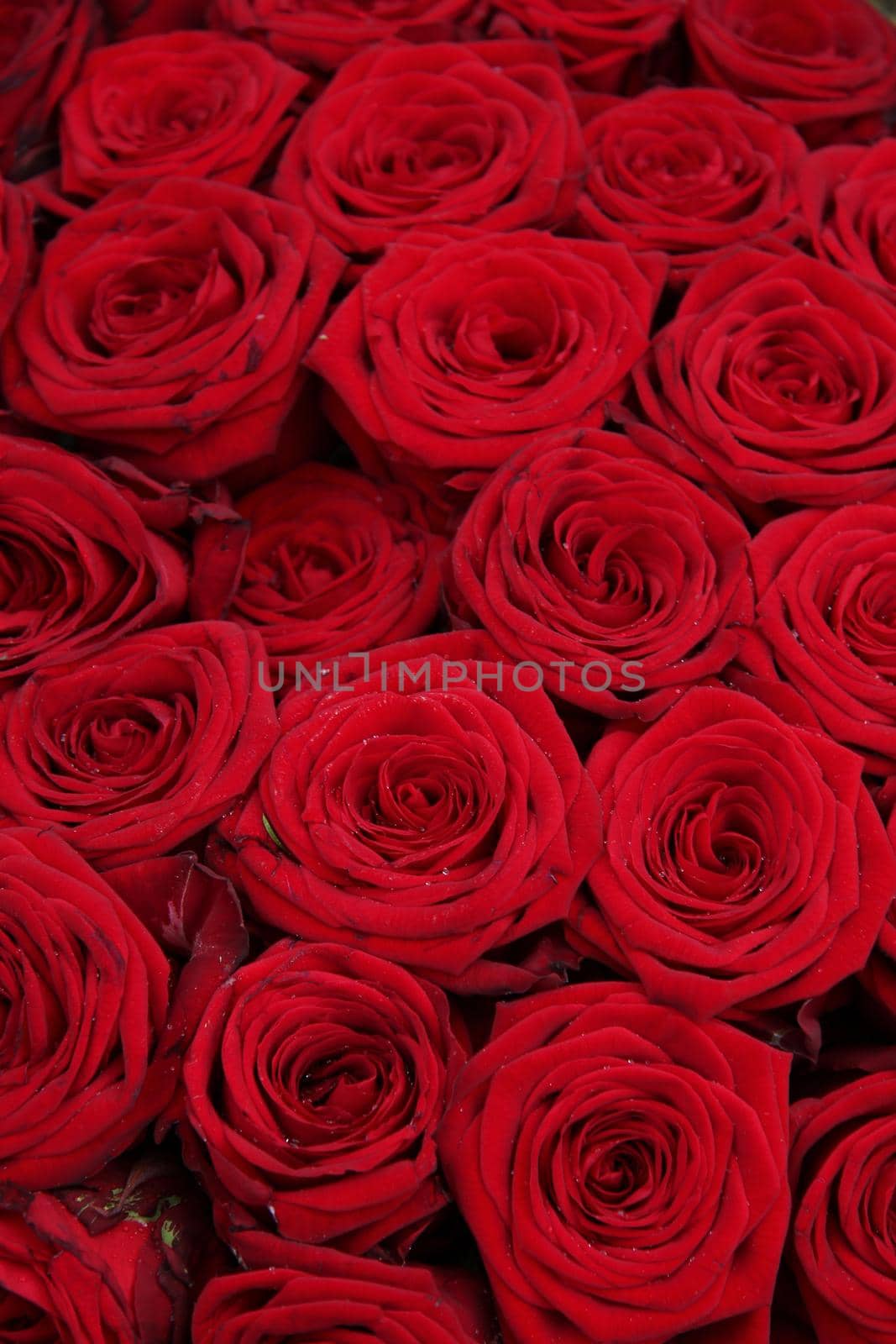 Big group of red roses by studioportosabbia