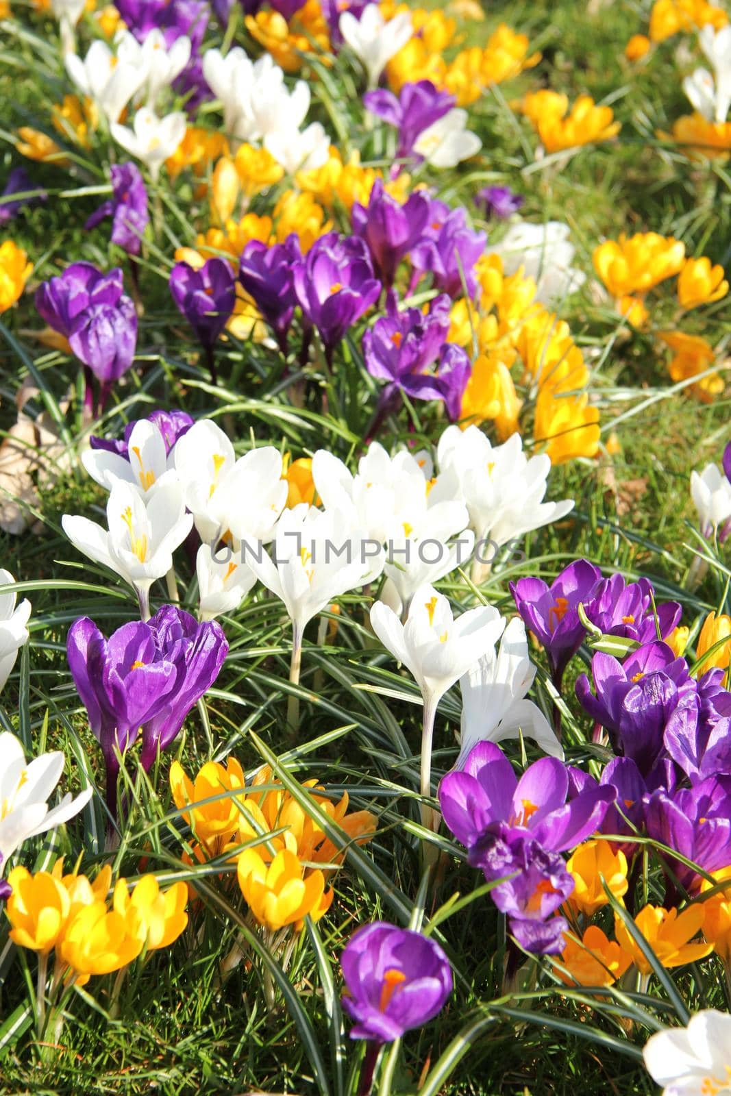 White, yellow and purple crocusus by studioportosabbia