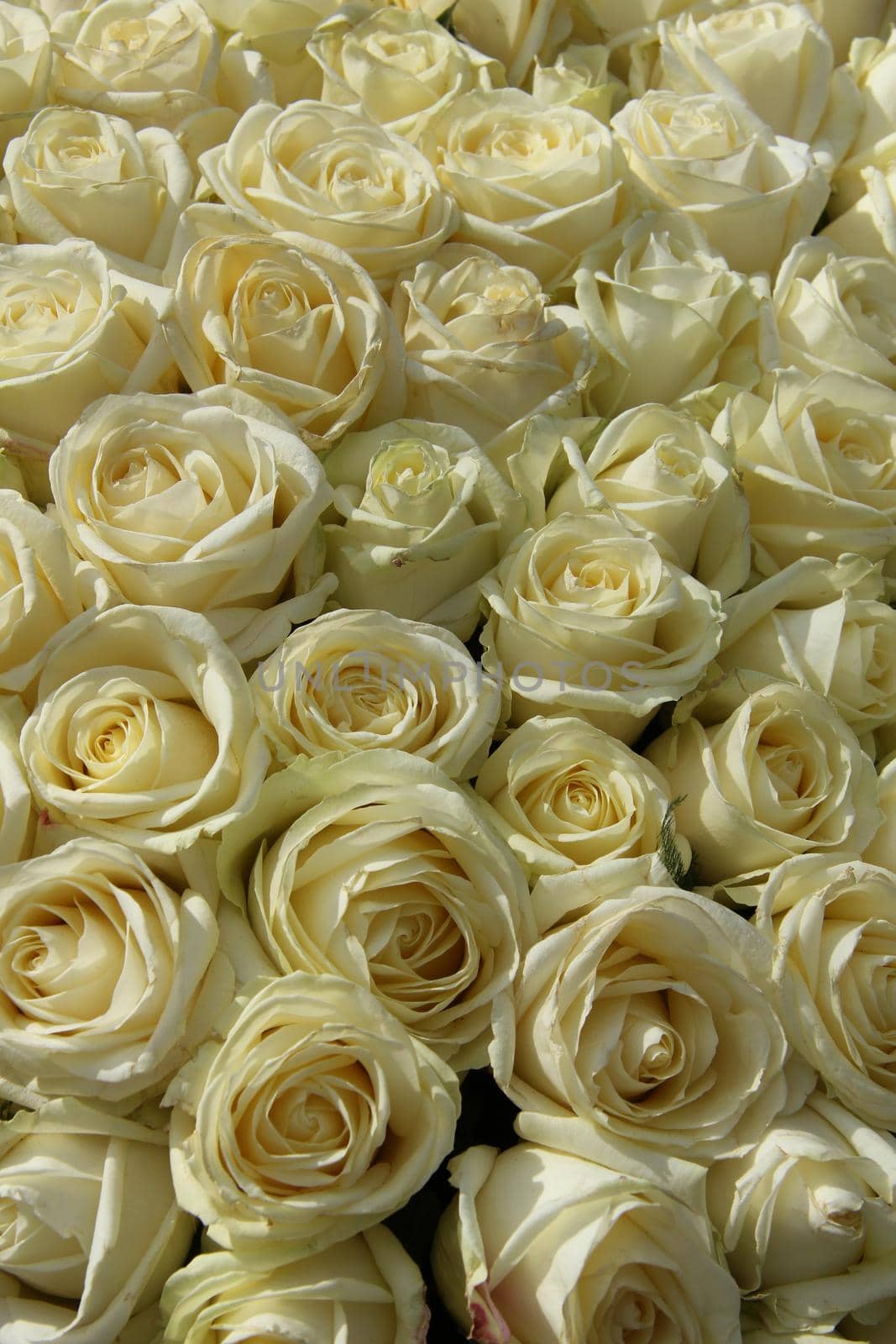 Group of white roses in floral wedding decorations by studioportosabbia