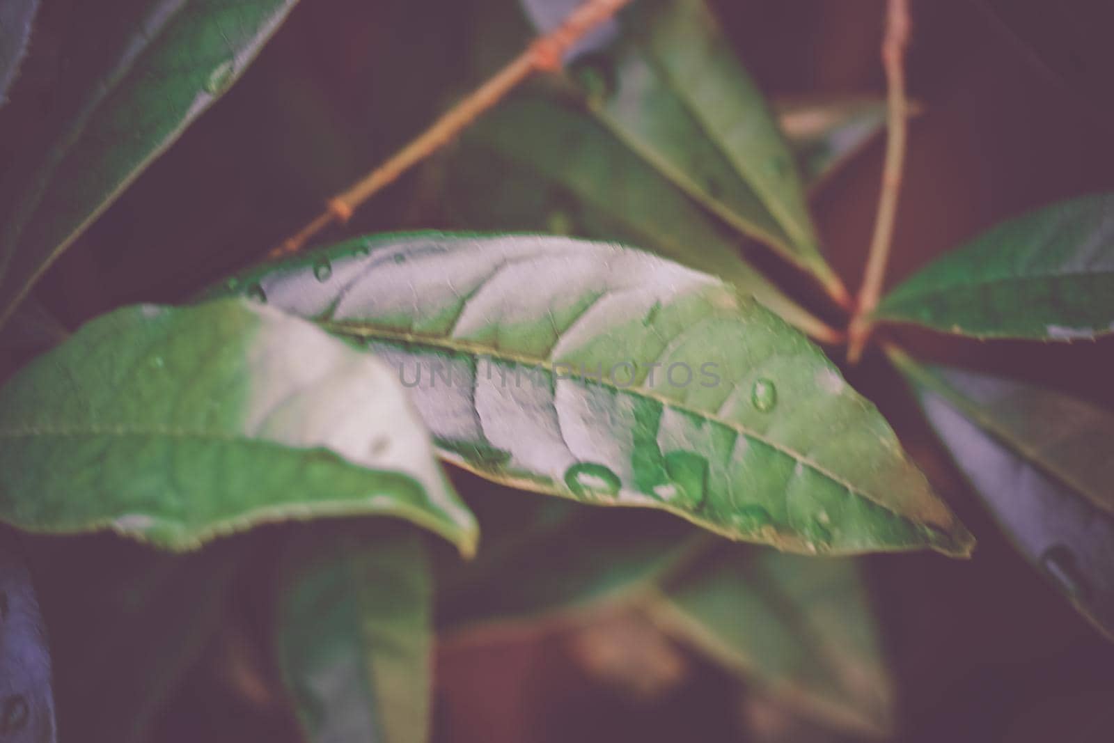 Image of green leaves (hardwood). Shooting Location: Tokyo metropolitan area