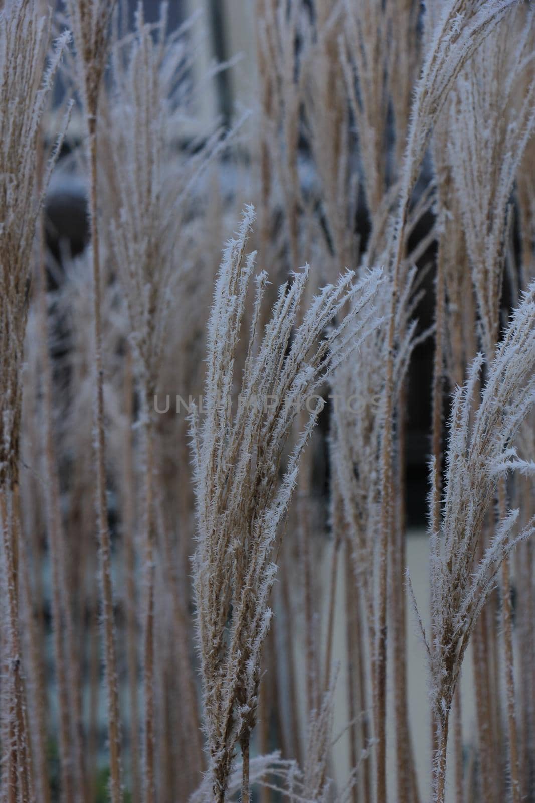 Hoarfrost on reed grass on a midwinter morning