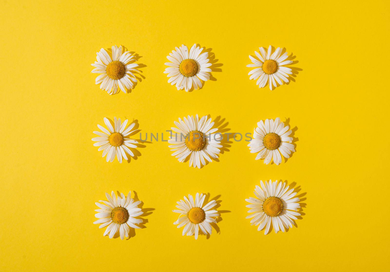 summer daisies on a yellow background by maramorosz