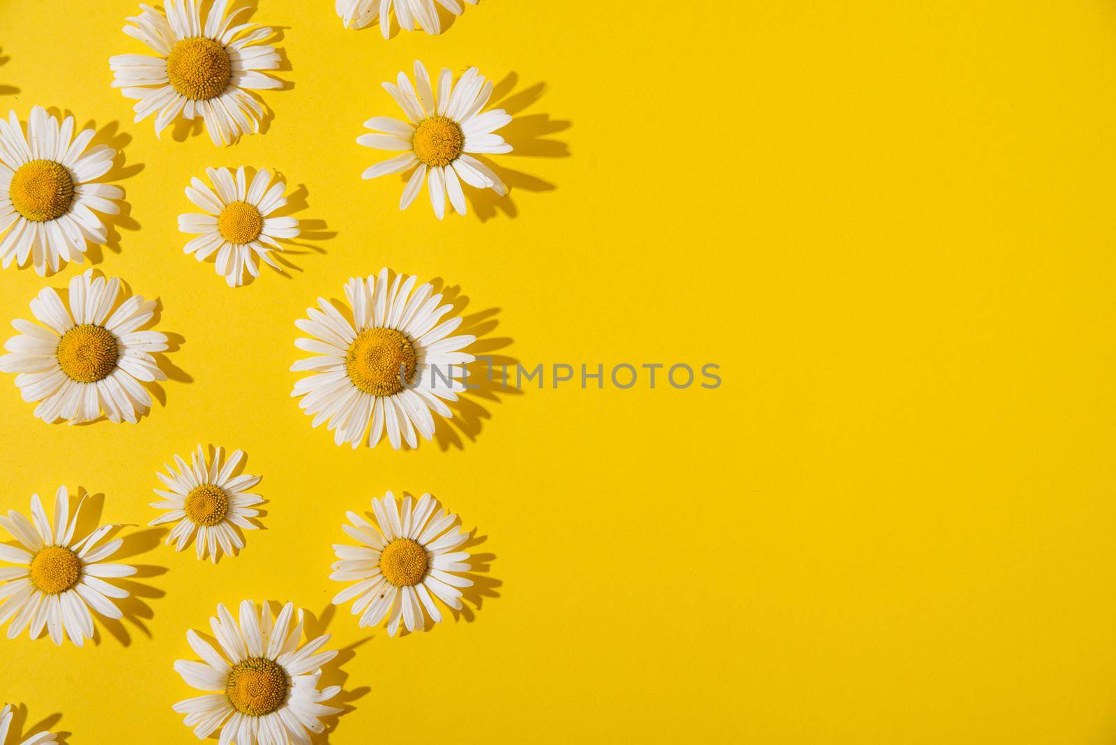 summer daisies on a yellow background. summer concept