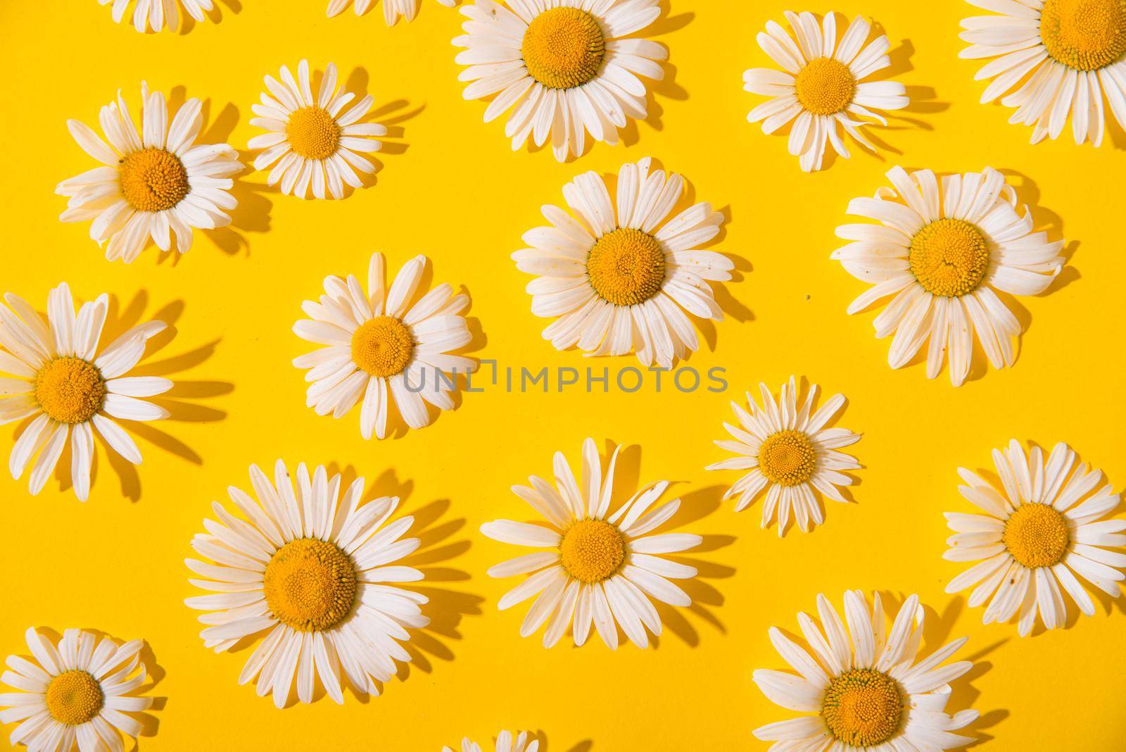 summer daisies on a yellow background by maramorosz