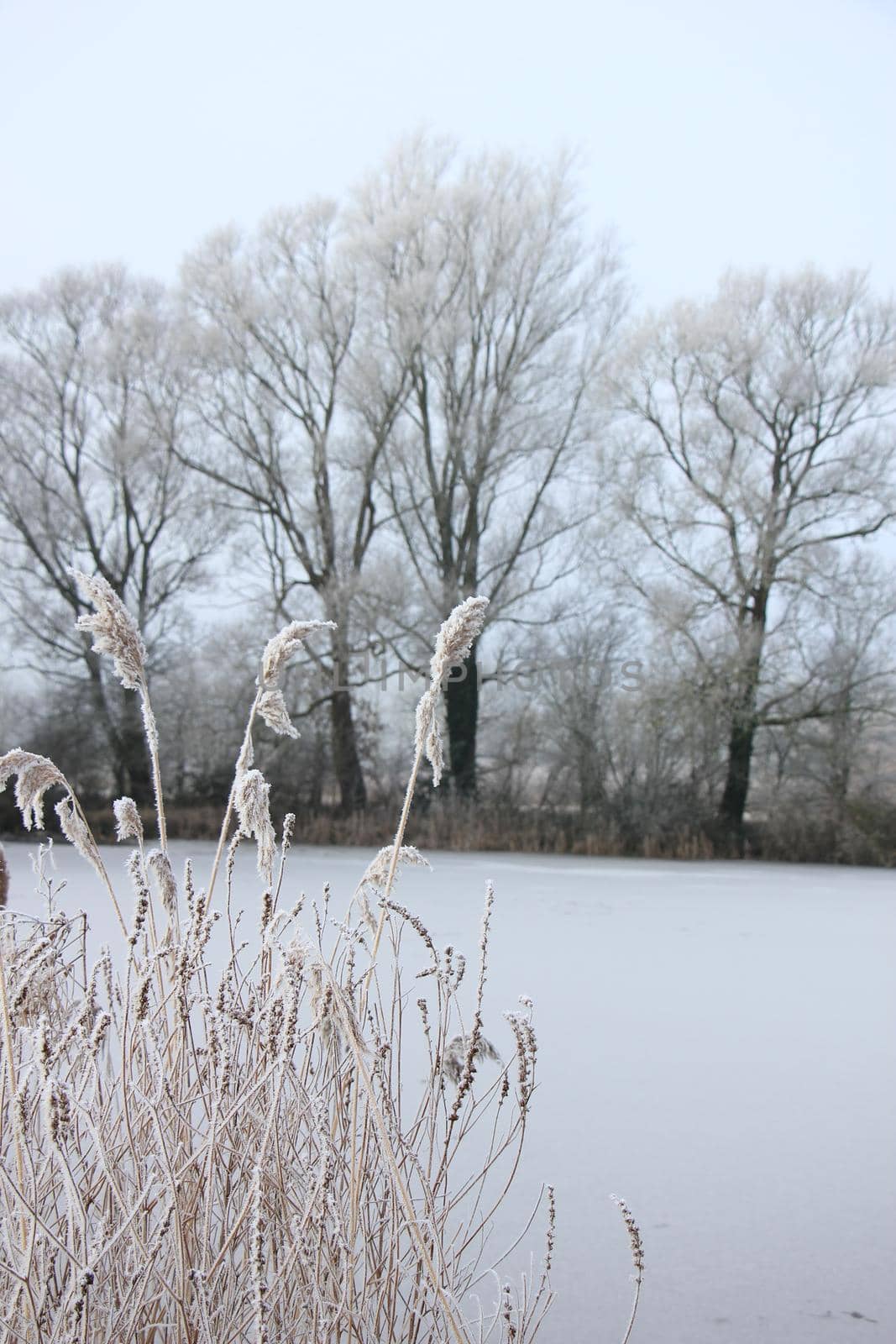 Hoarfrost on reed grass by studioportosabbia