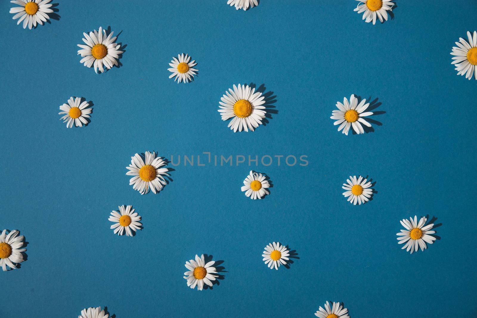 summer daisies on a blue background by maramorosz