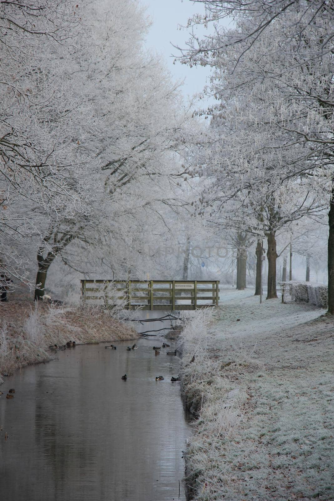 a frozen white winter forest with a ditch