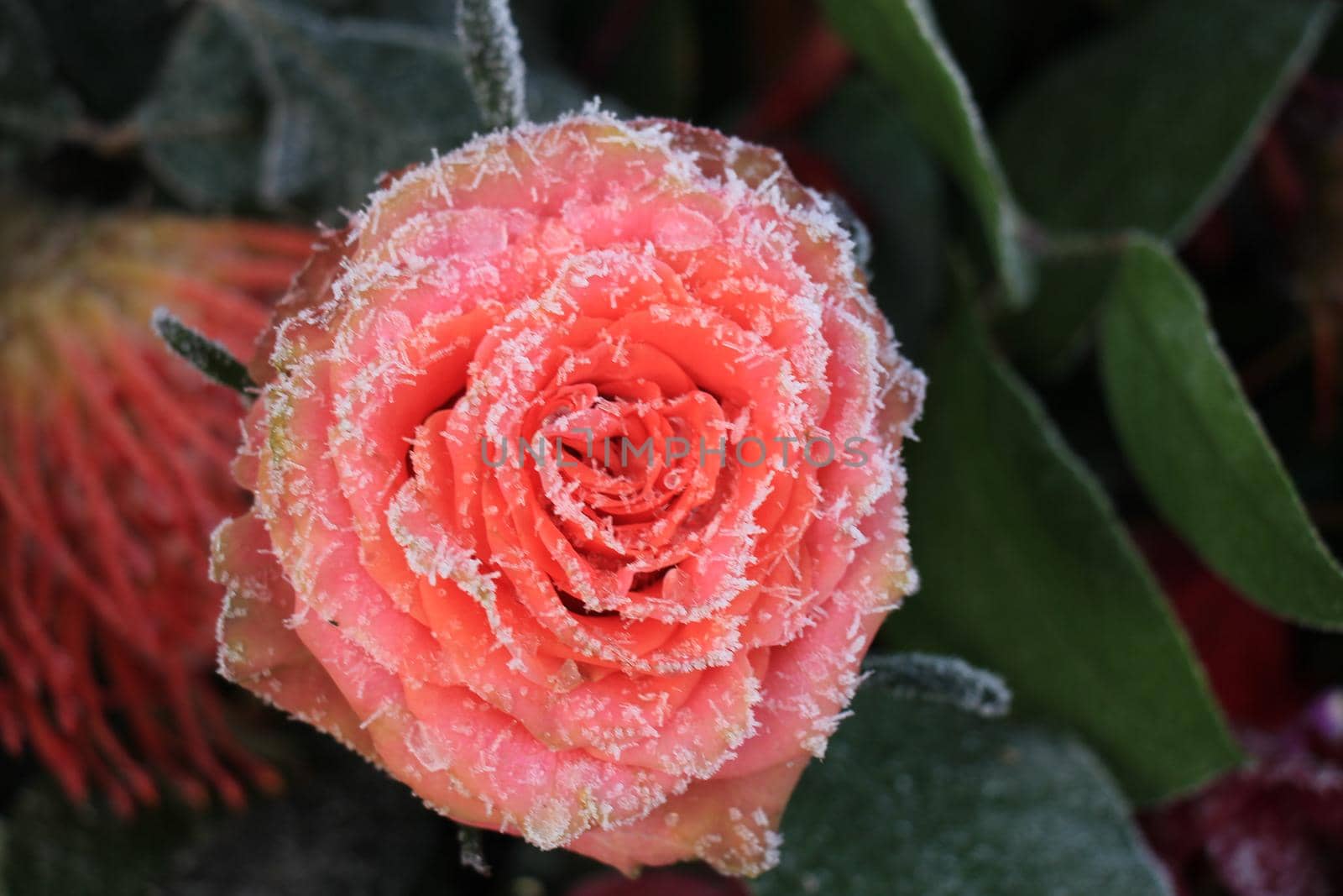 White hoar frost on a single pink rose by studioportosabbia