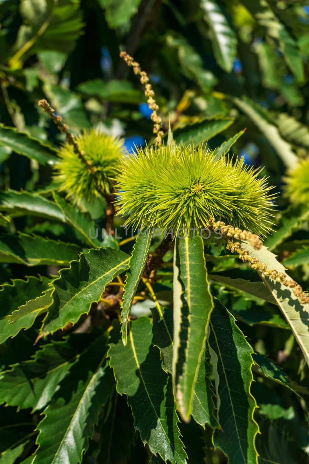 Branches of sweet edible chestnut with green cupules on a sunny day
