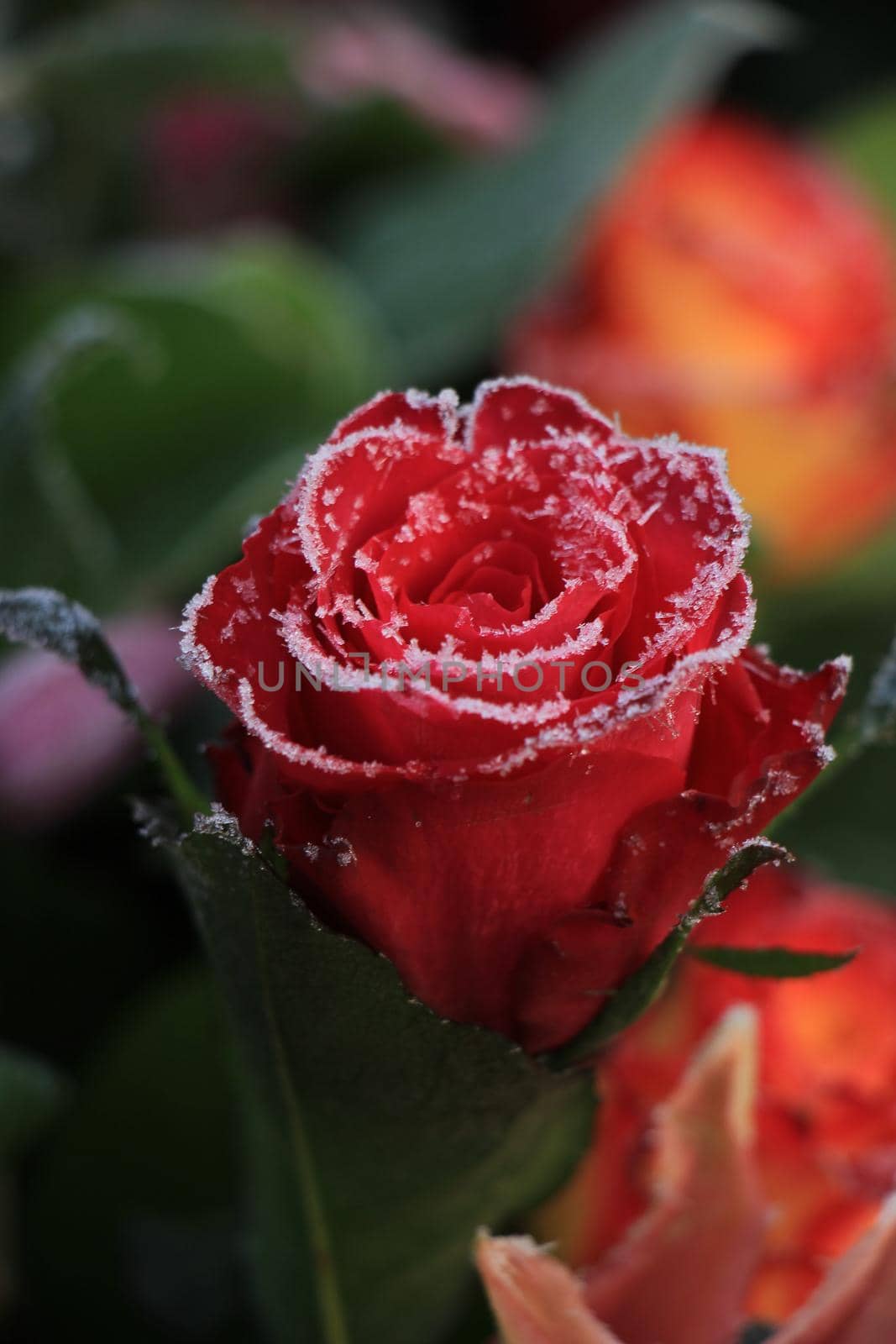 White hoar frost on a single red rose