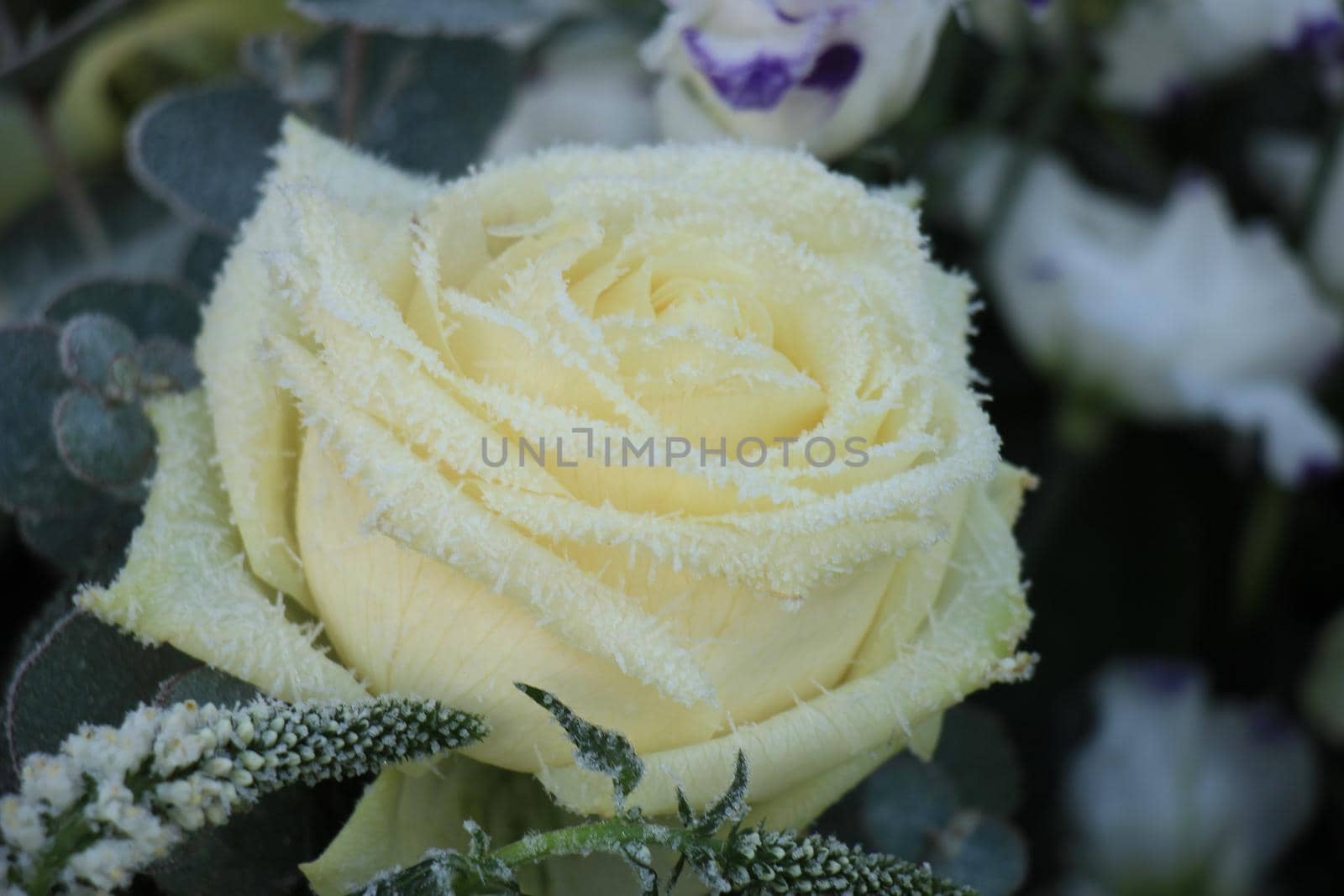 White hoar frost on a single white rose by studioportosabbia