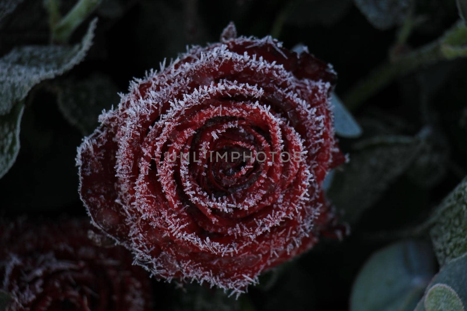 White hoar frost on a single red rose by studioportosabbia