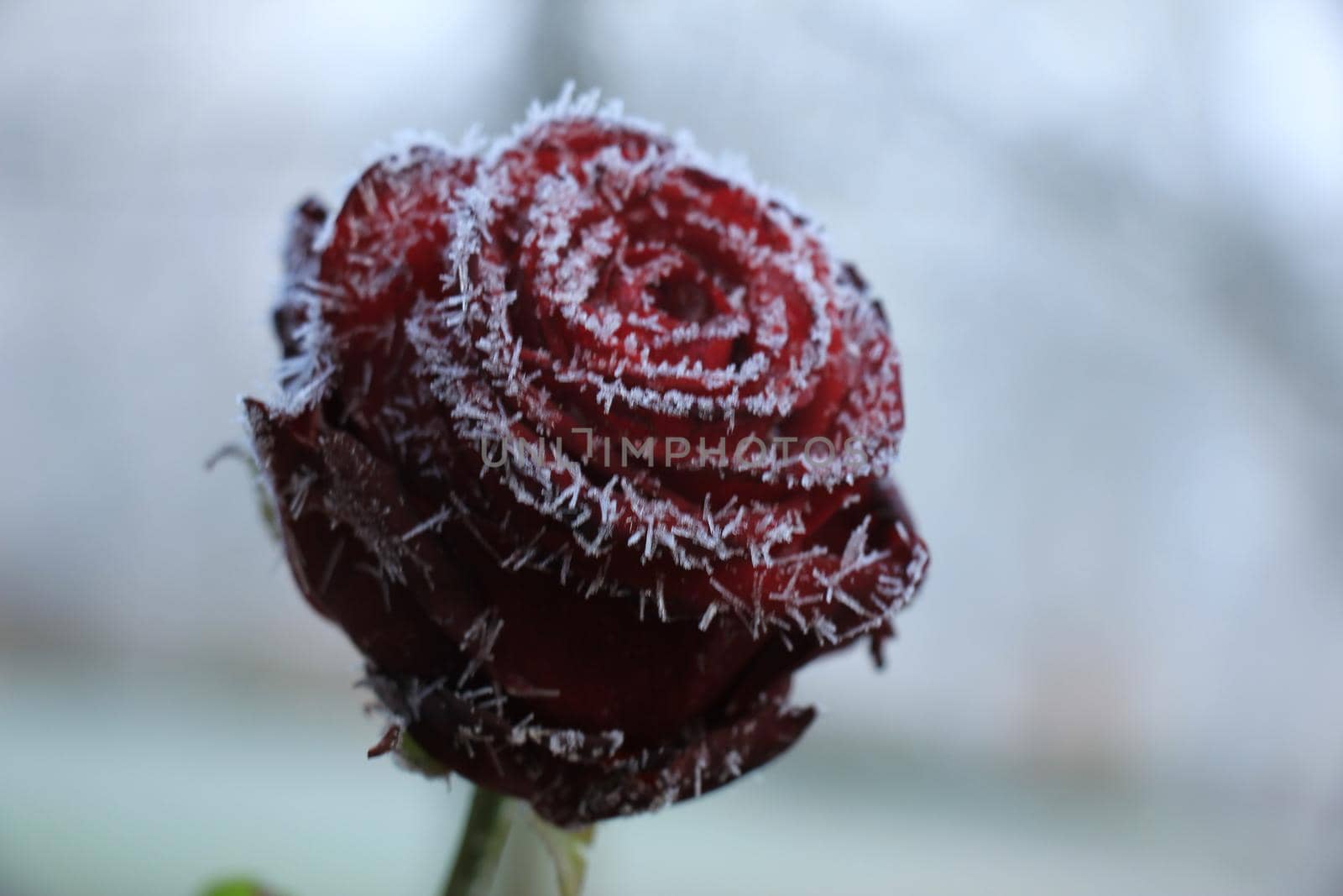 White hoar frost on a single red rose by studioportosabbia