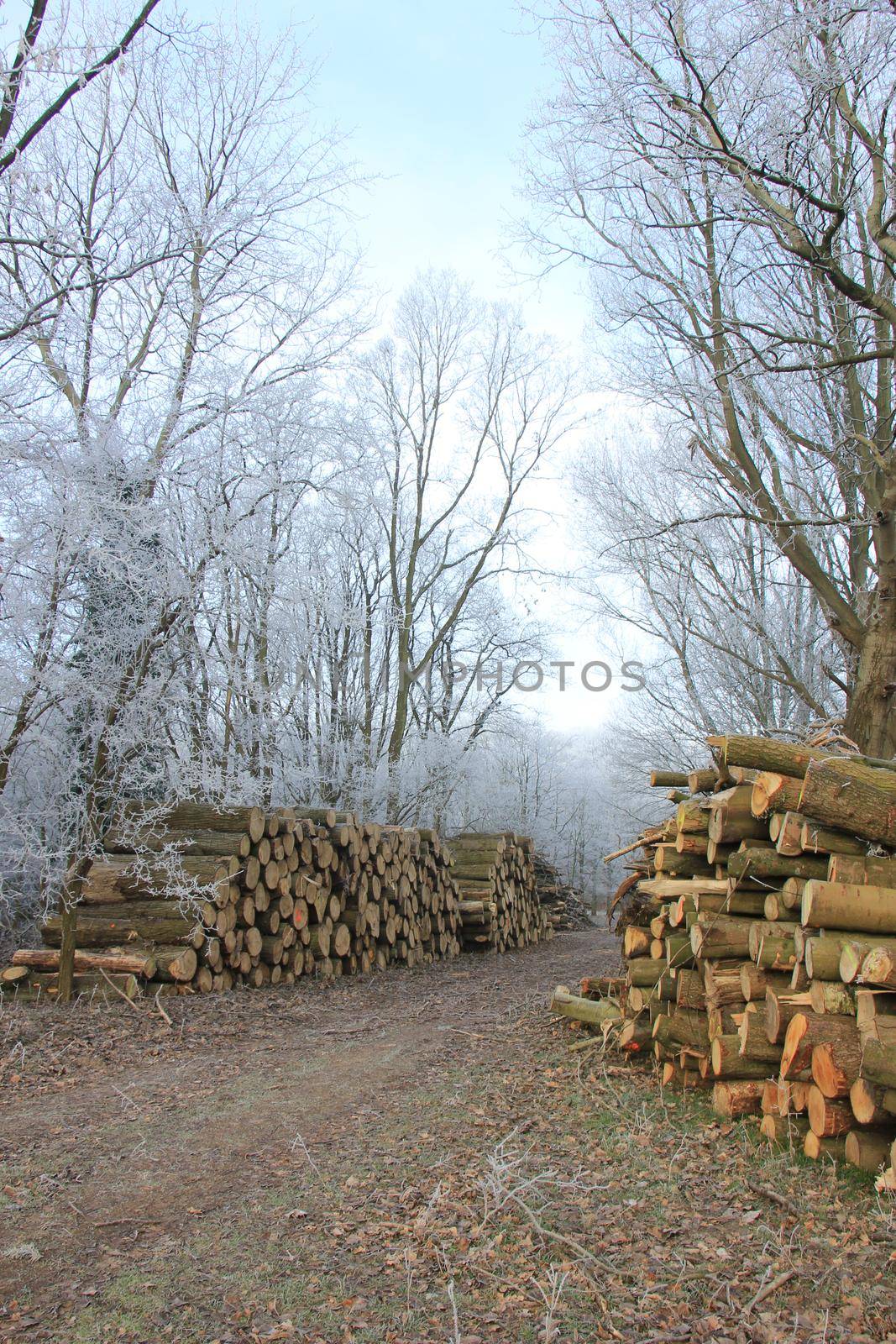 Big piles of chopped fuel wood in a winter forest