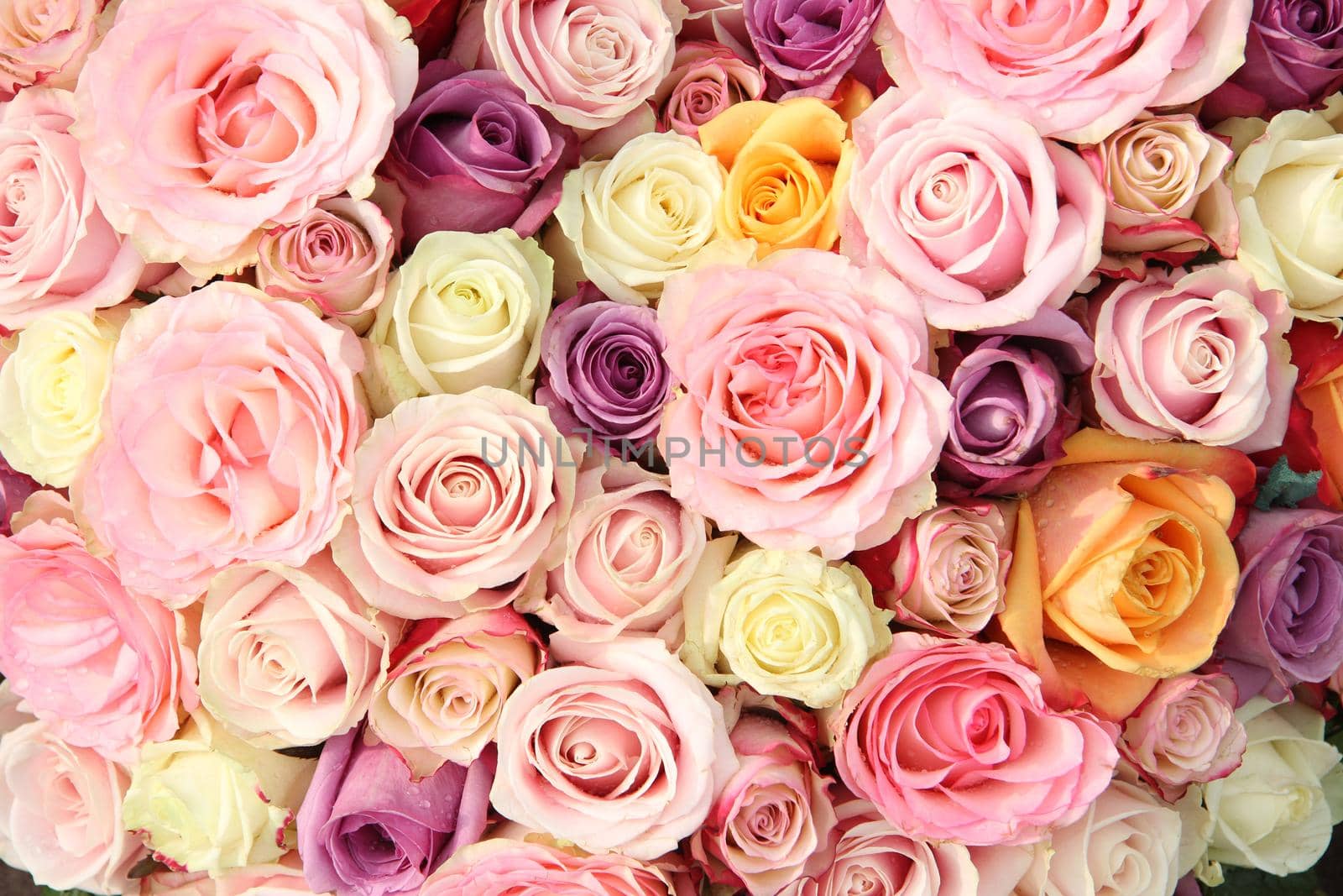 Pastel roses in a wedding arrangement