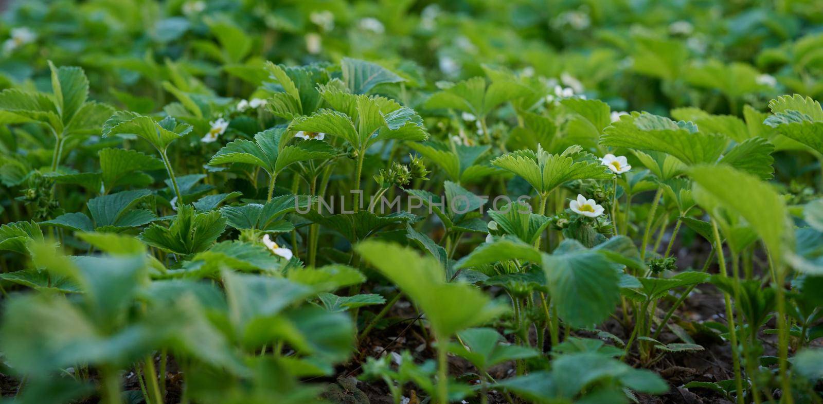 Strawberry bush with green leaves and white flowers in vegetable garden, fruit growing by ndanko
