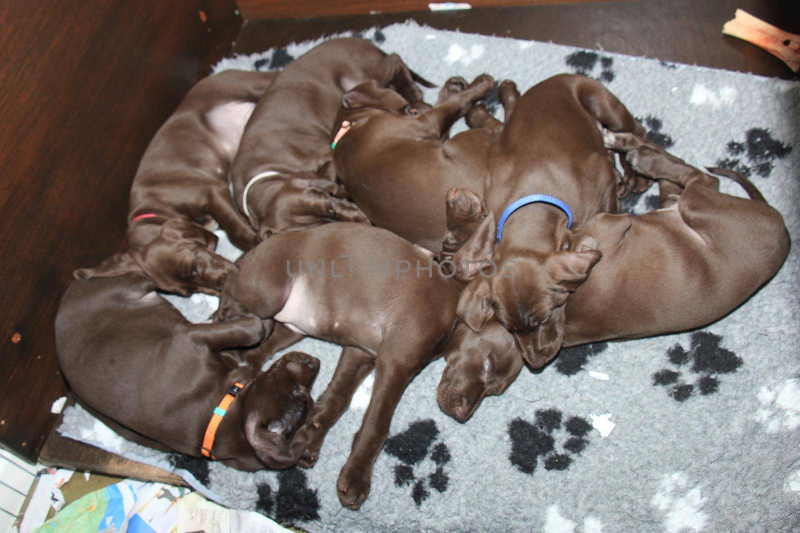 German Shorthaired Pointer Puppies by studioportosabbia