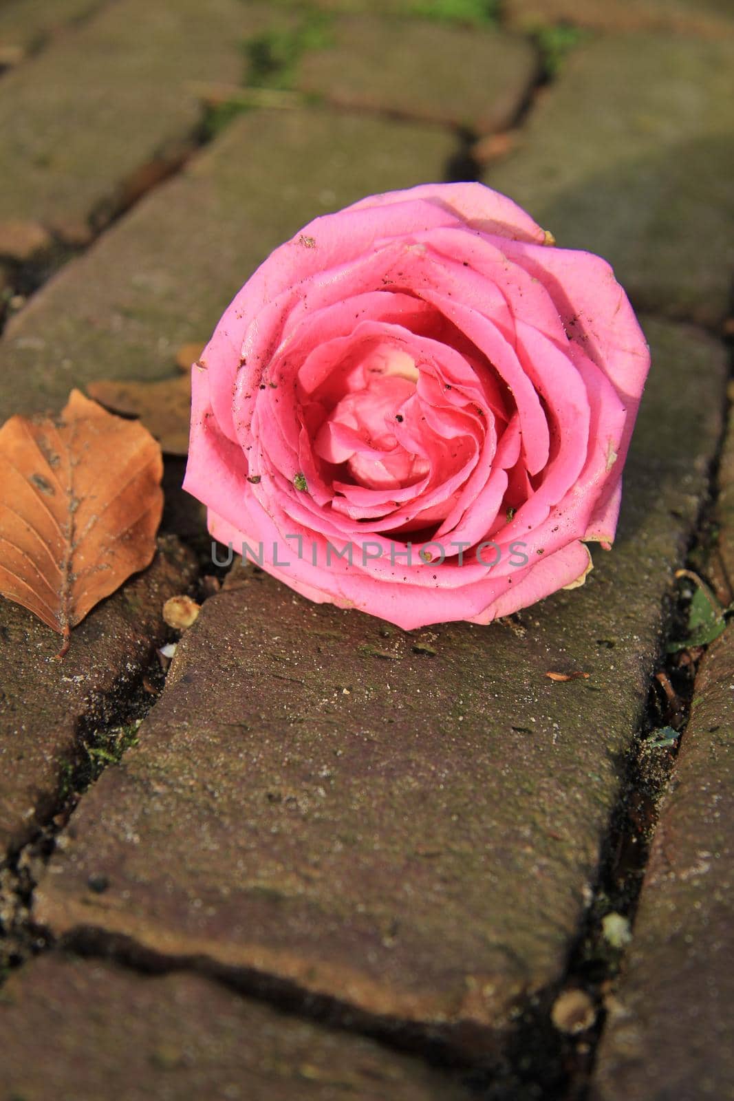 A single pink rose by studioportosabbia