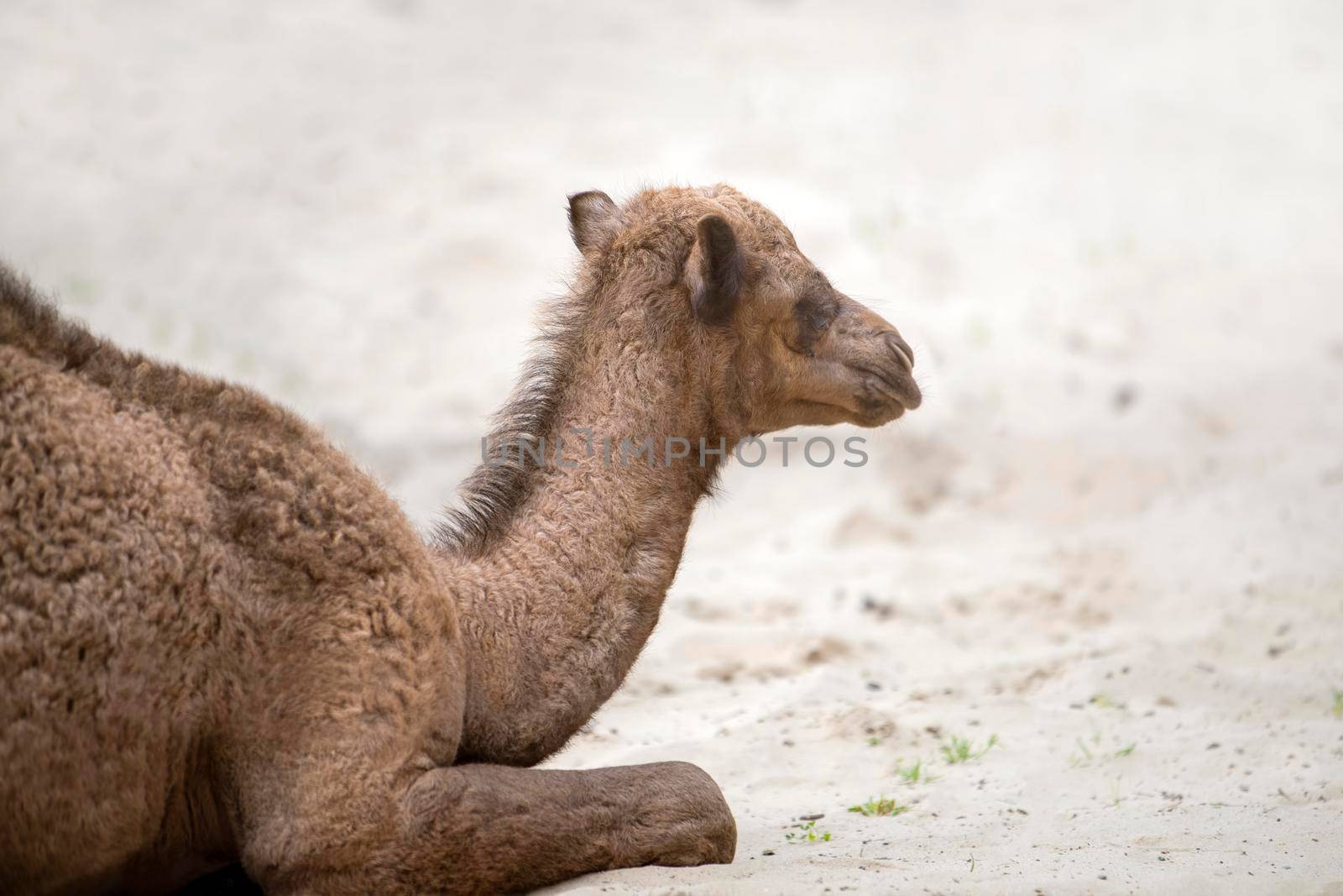 A small camel lie on the hot sand in the desert. Side view, close up. Camel cub