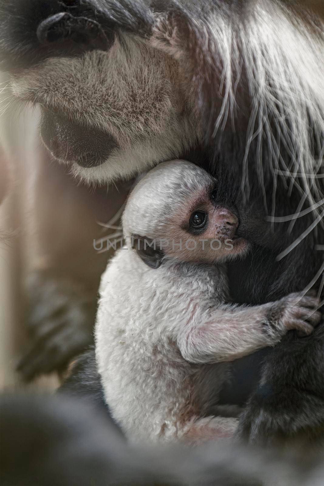 A baby Abyssinian colobus drinks its mother's breast milk in the evening sunlight. Newborn Abyssinian colobus. Black monkeys with long white tails.