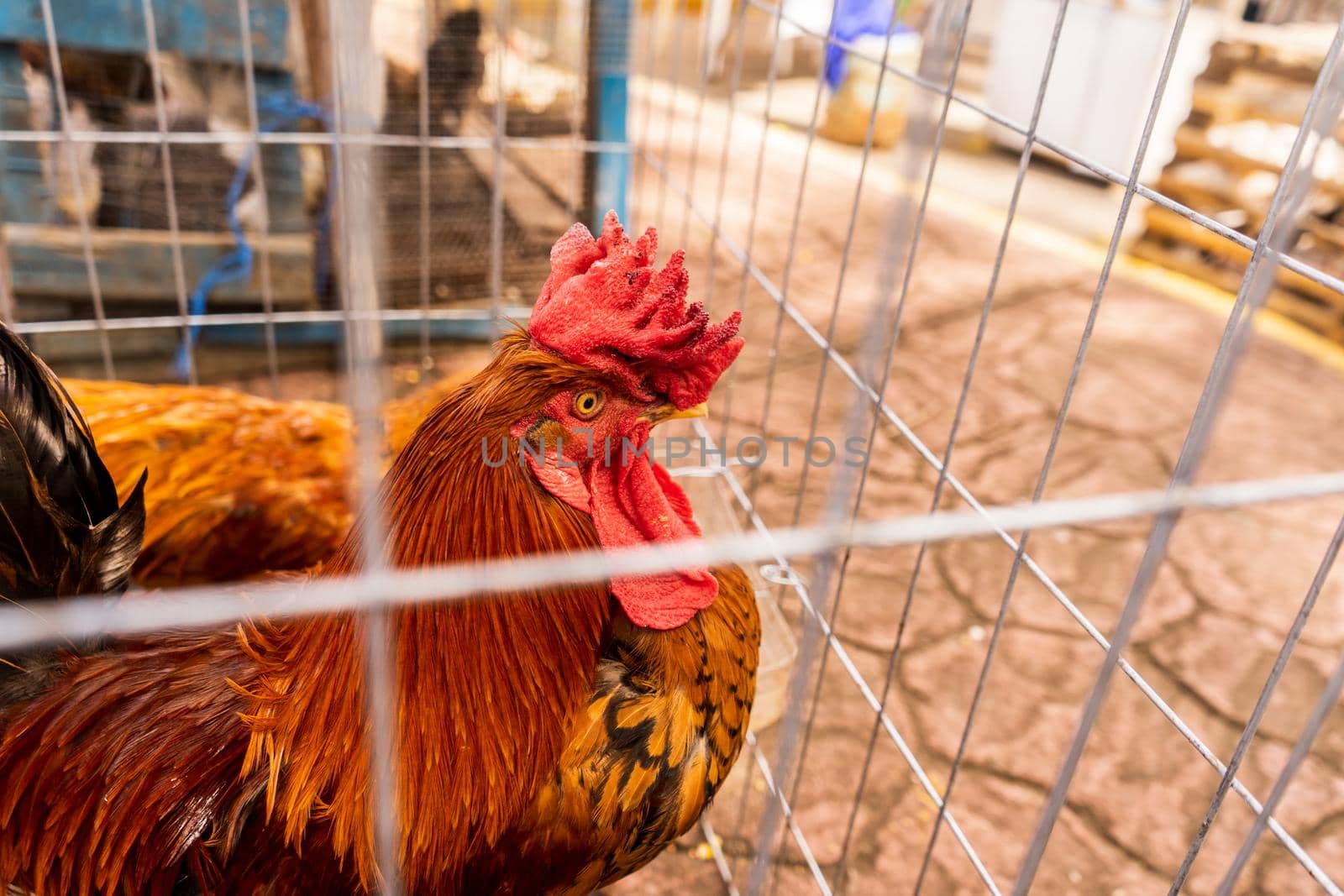 Brahma rooster in captivity for sale for breeding by cfalvarez