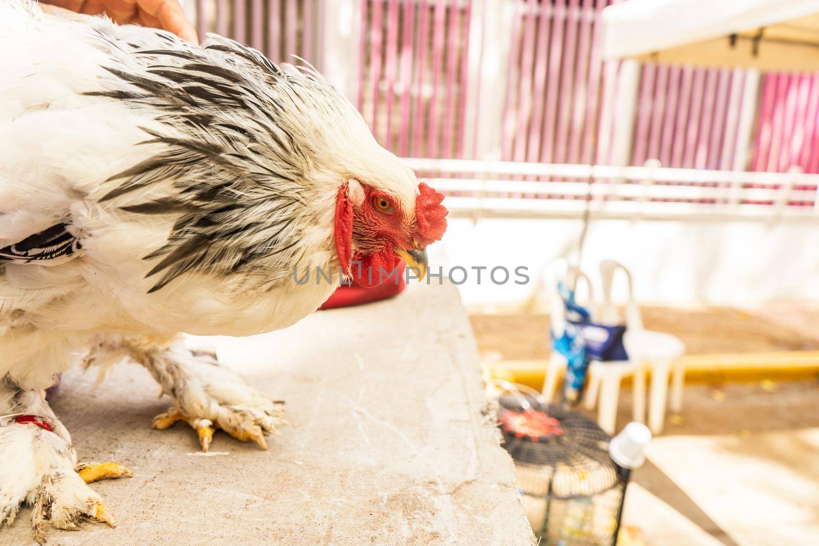 Breeding animals, Rooster Brahma to improve genetic breed of birds