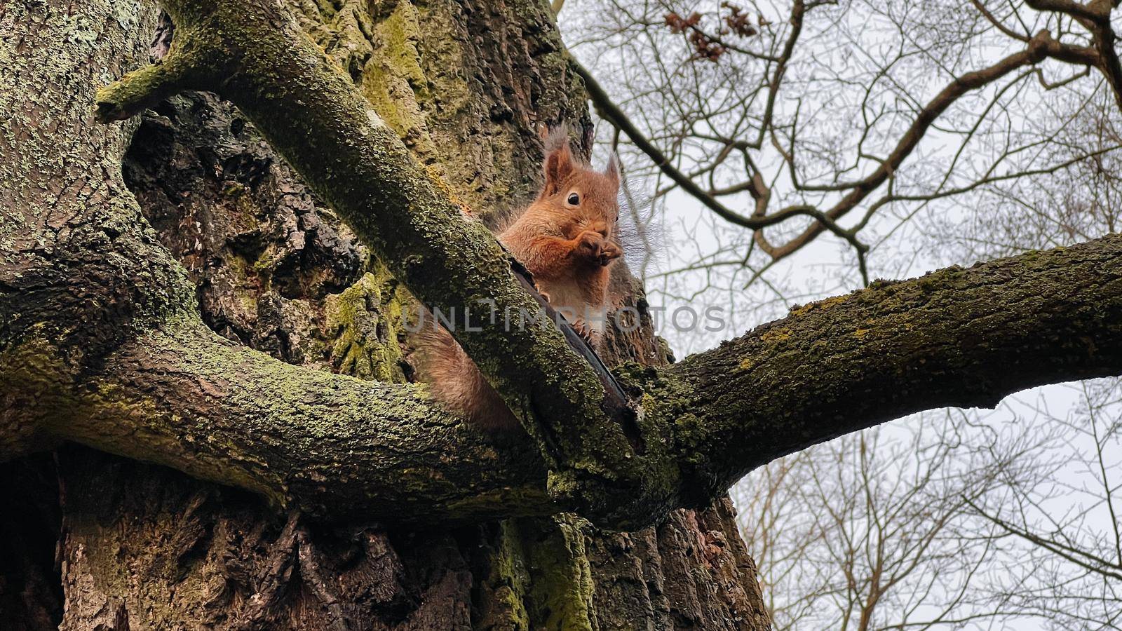 Squirrel sitting on a tree in winter. High quality photo